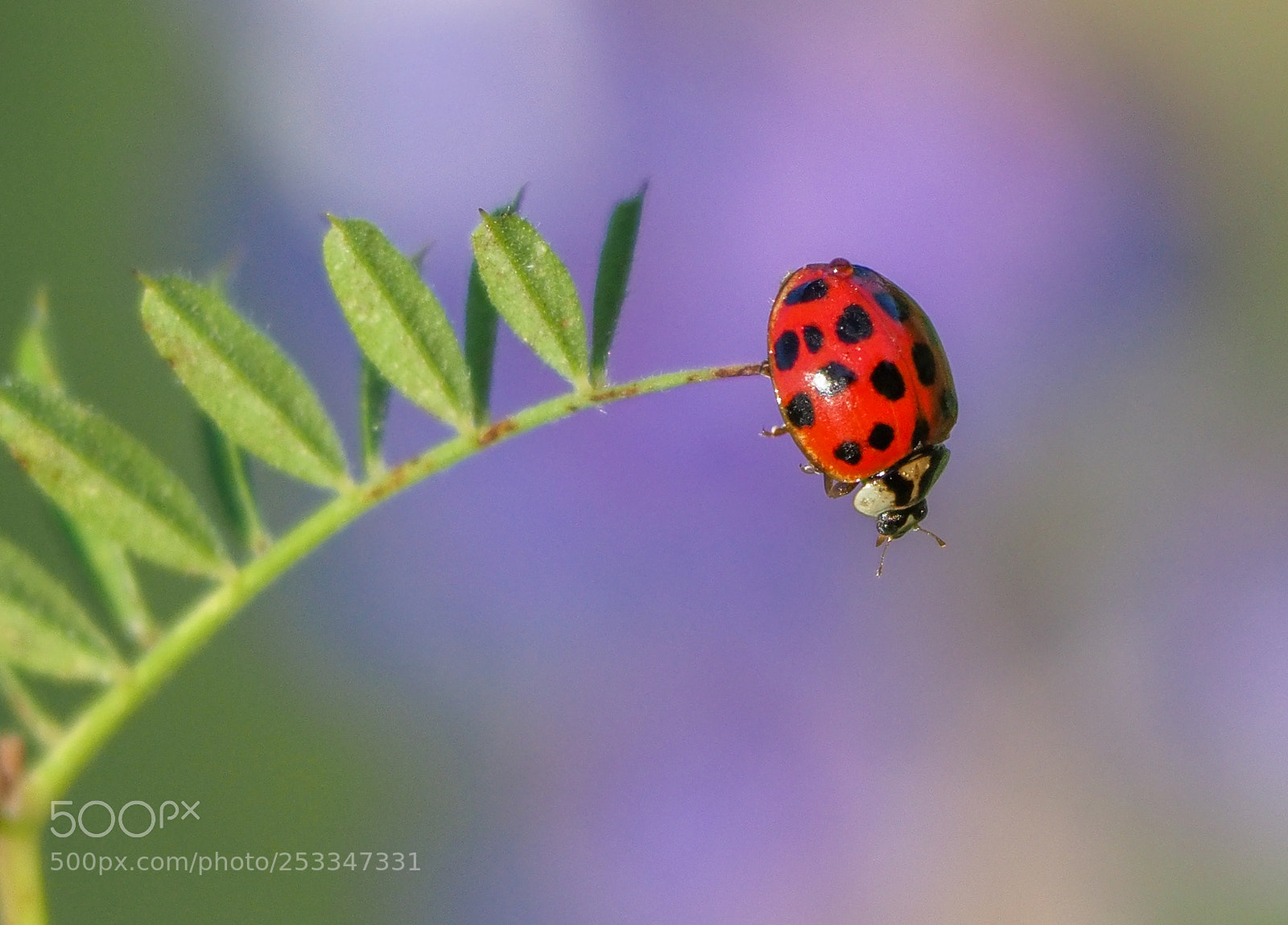 Olympus OM-D E-M1 Mark II sample photo. Ladybug photography