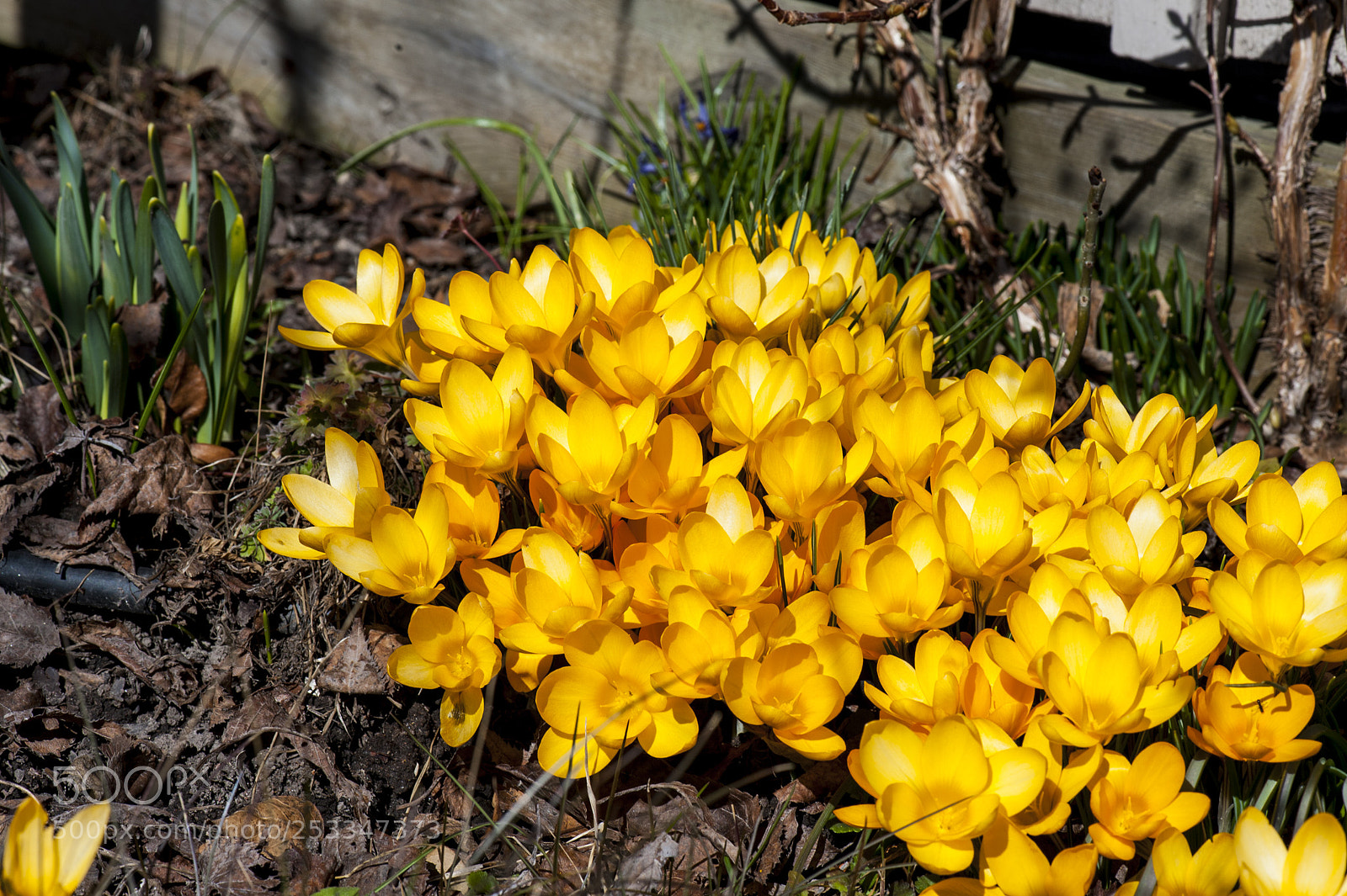 Nikon D700 sample photo. Yellow krocus tribeing in photography