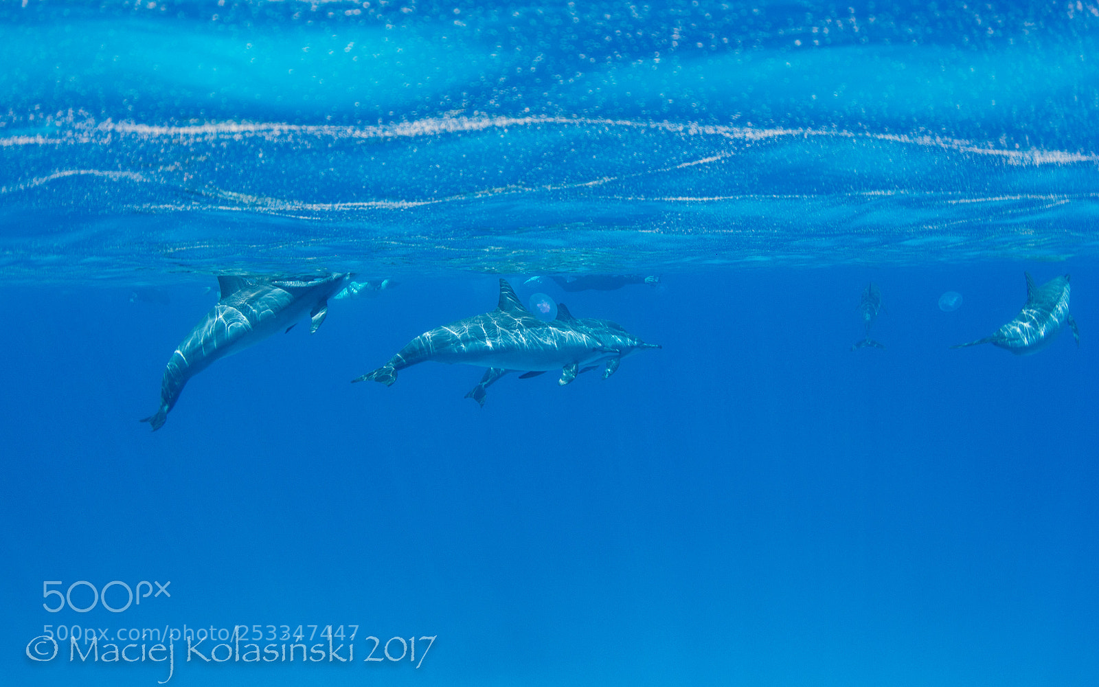 Canon EOS 60D sample photo. Dolphins from sattaya reef photography