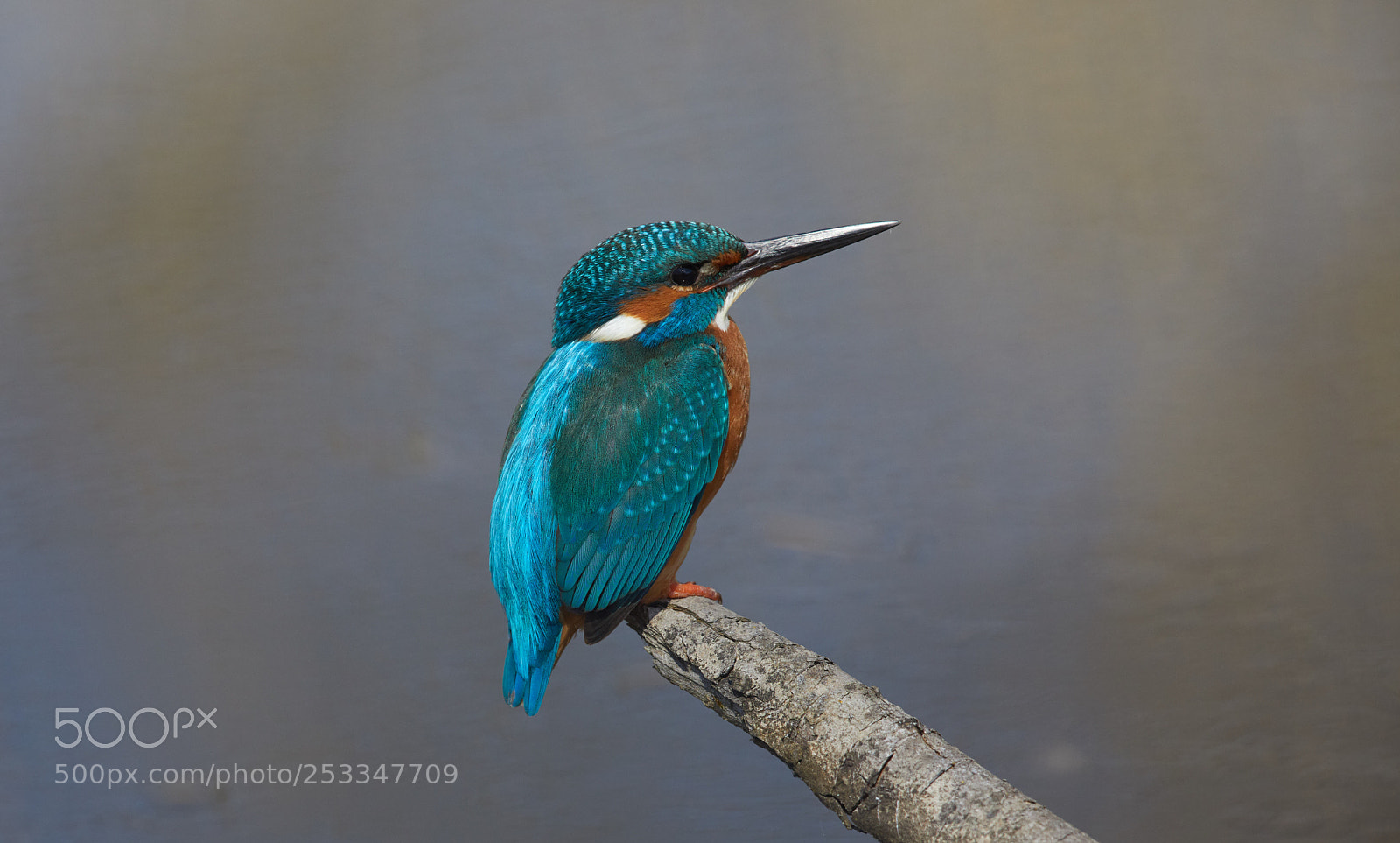 Canon EOS 5D Mark IV sample photo. Pose photography