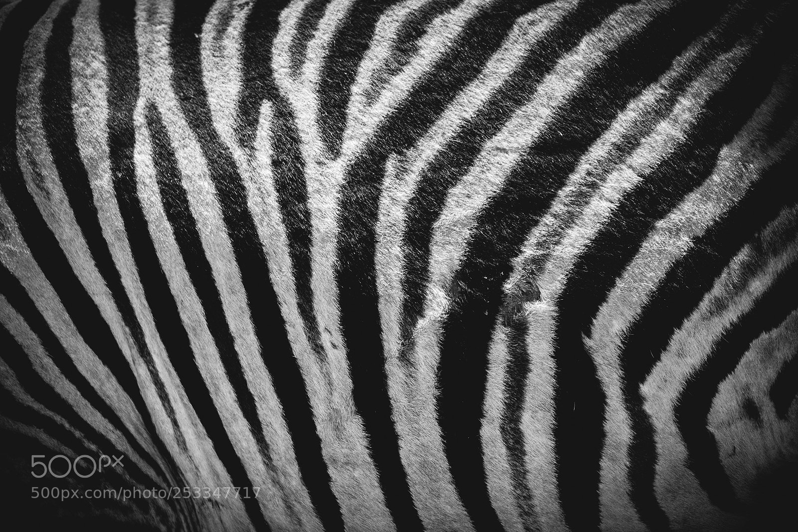Canon EOS 5D Mark II sample photo. Zebra texture photography