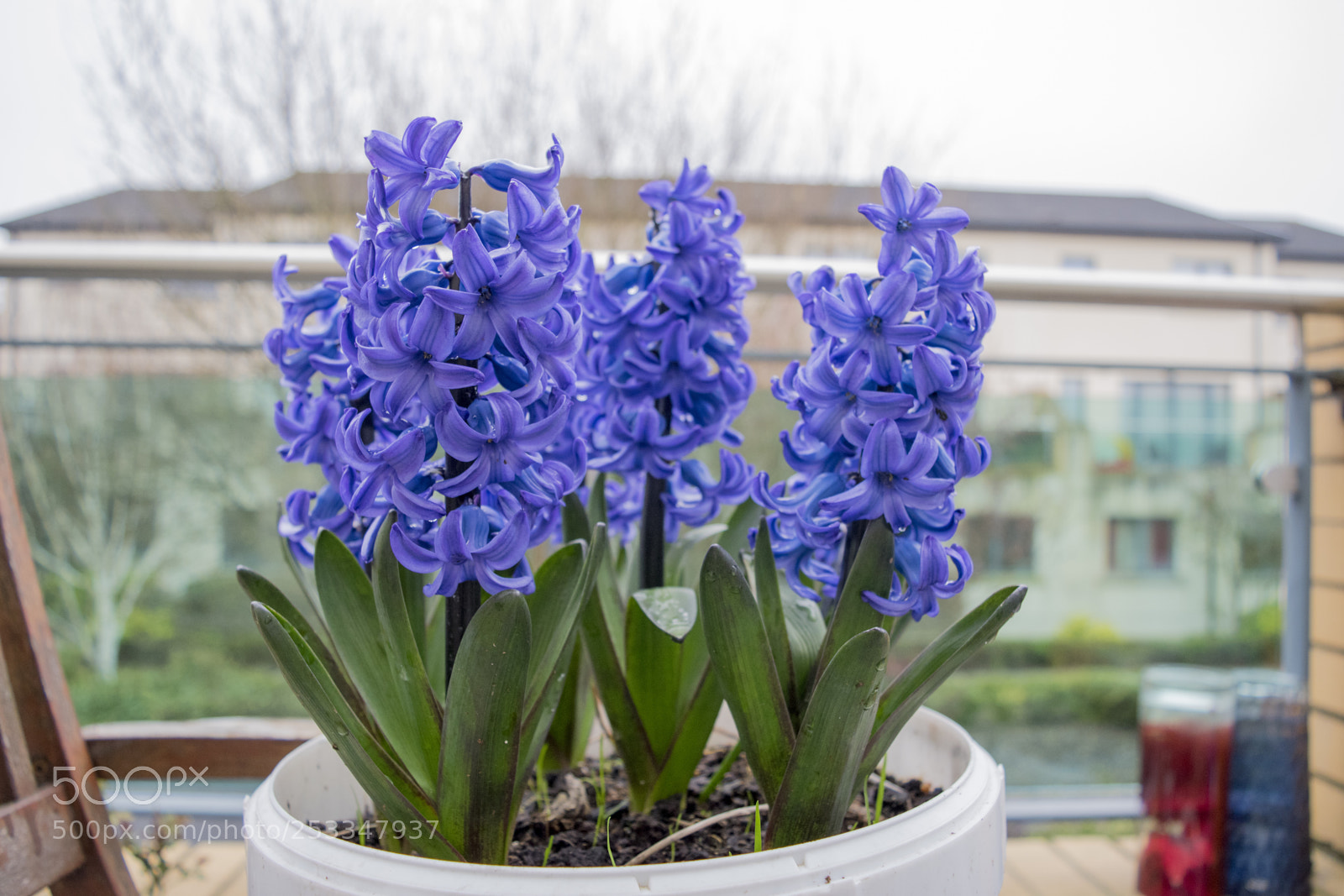 Nikon D5500 sample photo. Hyacinth flower photography