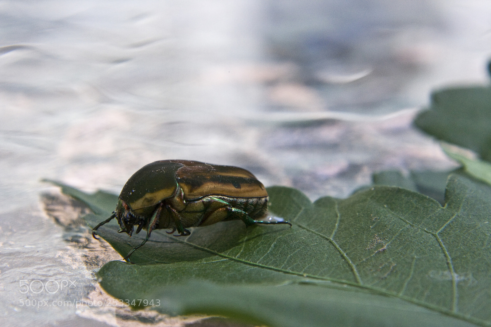 Canon EOS 350D (EOS Digital Rebel XT / EOS Kiss Digital N) sample photo. Beetle macro. photography