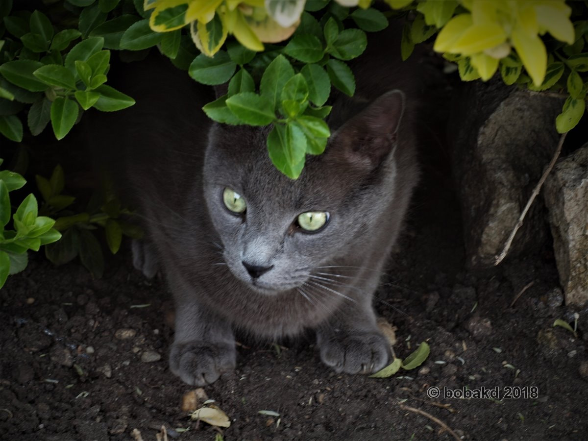 Olympus E-620 (EVOLT E-620) sample photo. Our cat photography