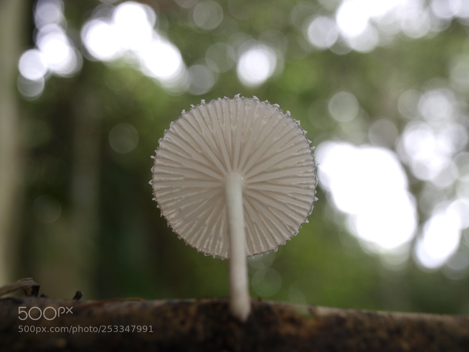 Olympus E-420 (EVOLT E-420) sample photo. Amazonian mushroom photography