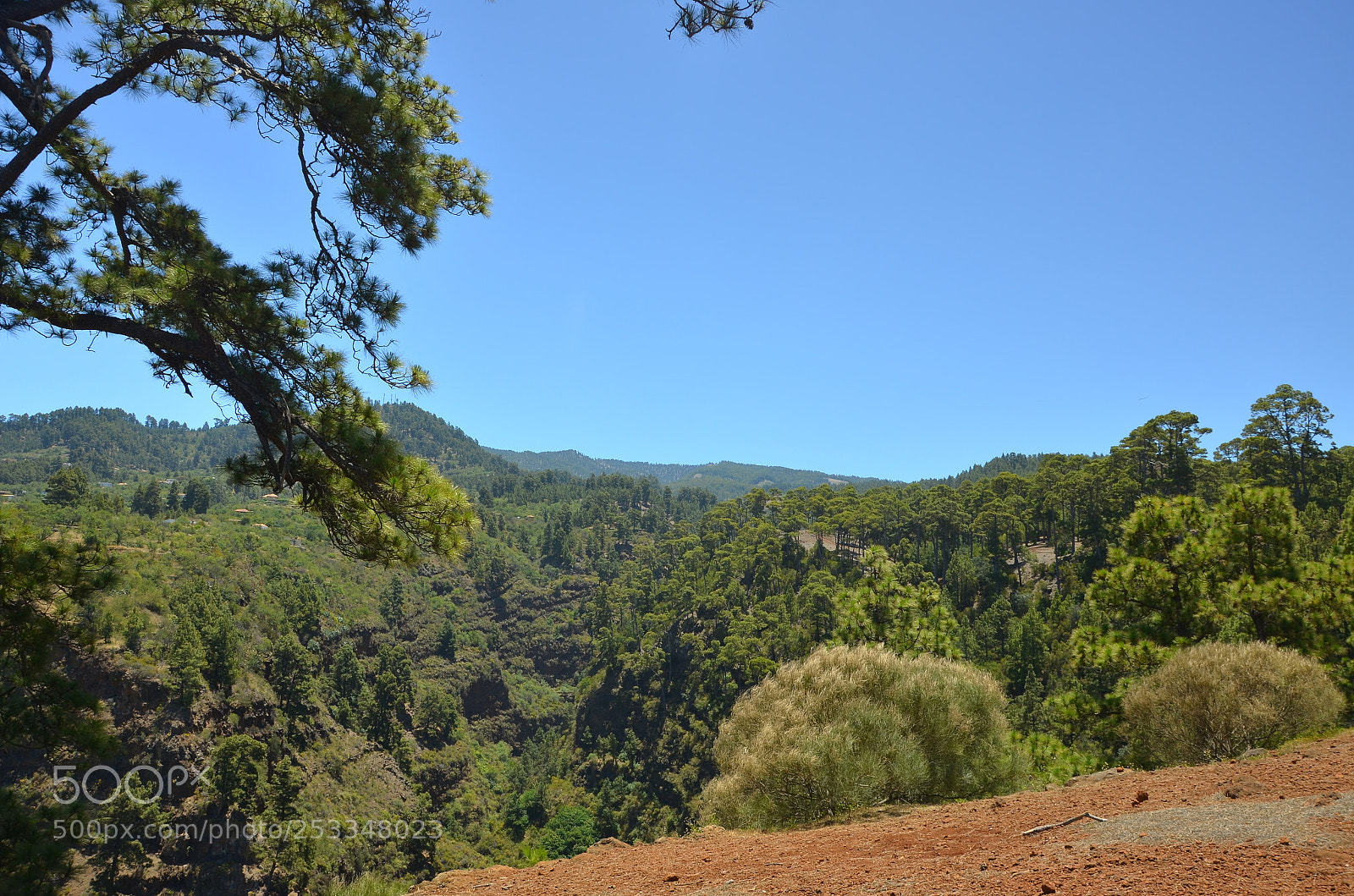 Nikon D5100 sample photo. Pinienblicke photography