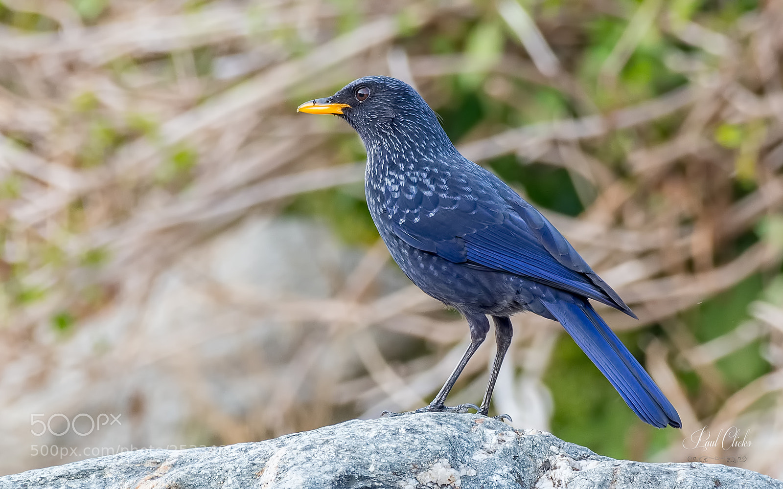 Nikon D500 sample photo. Blue whistling thrush photography