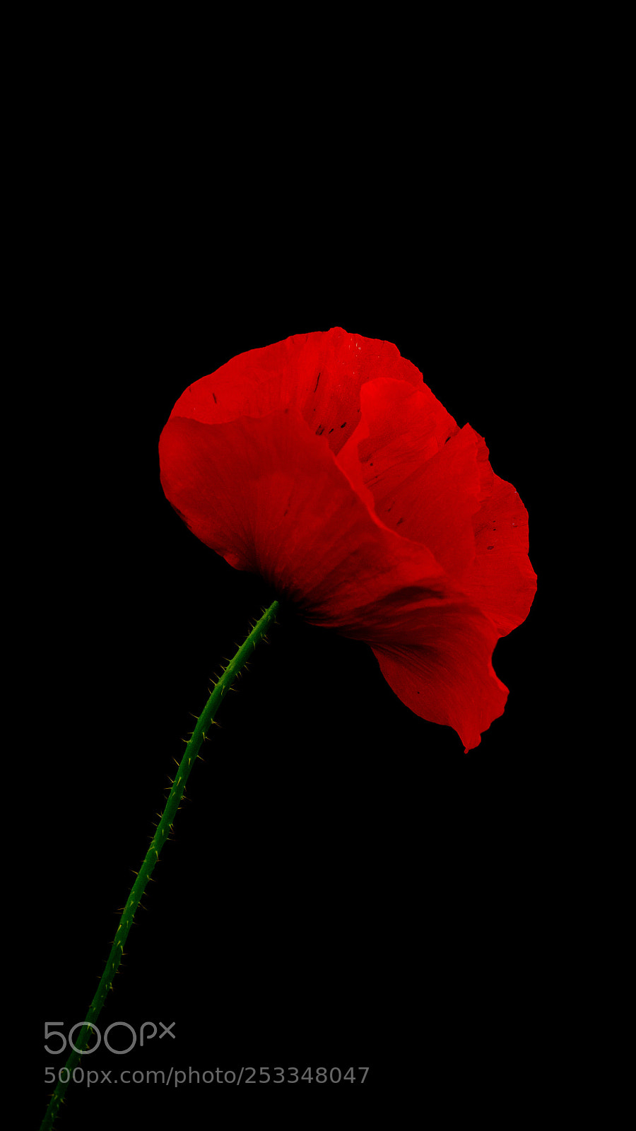 Nikon D5100 sample photo. P. rosso photography