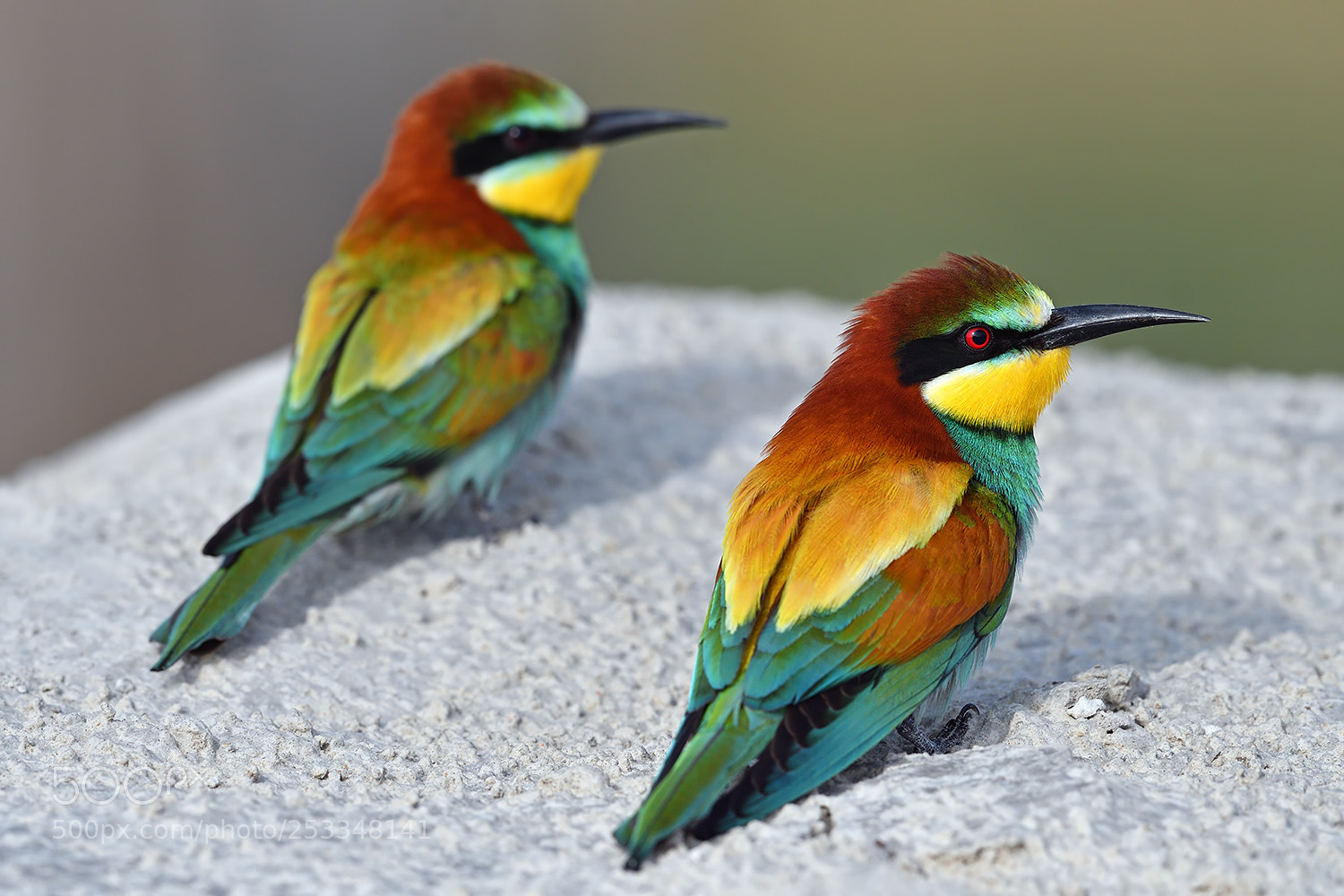 Nikon D500 sample photo. Bee-eater photography