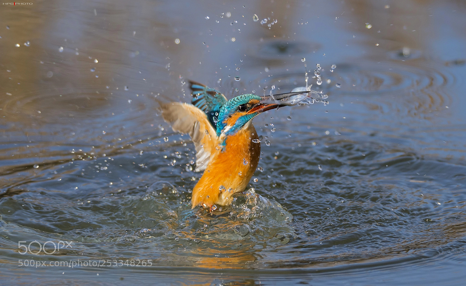 Nikon D610 sample photo. Kingfisher the hunter photography