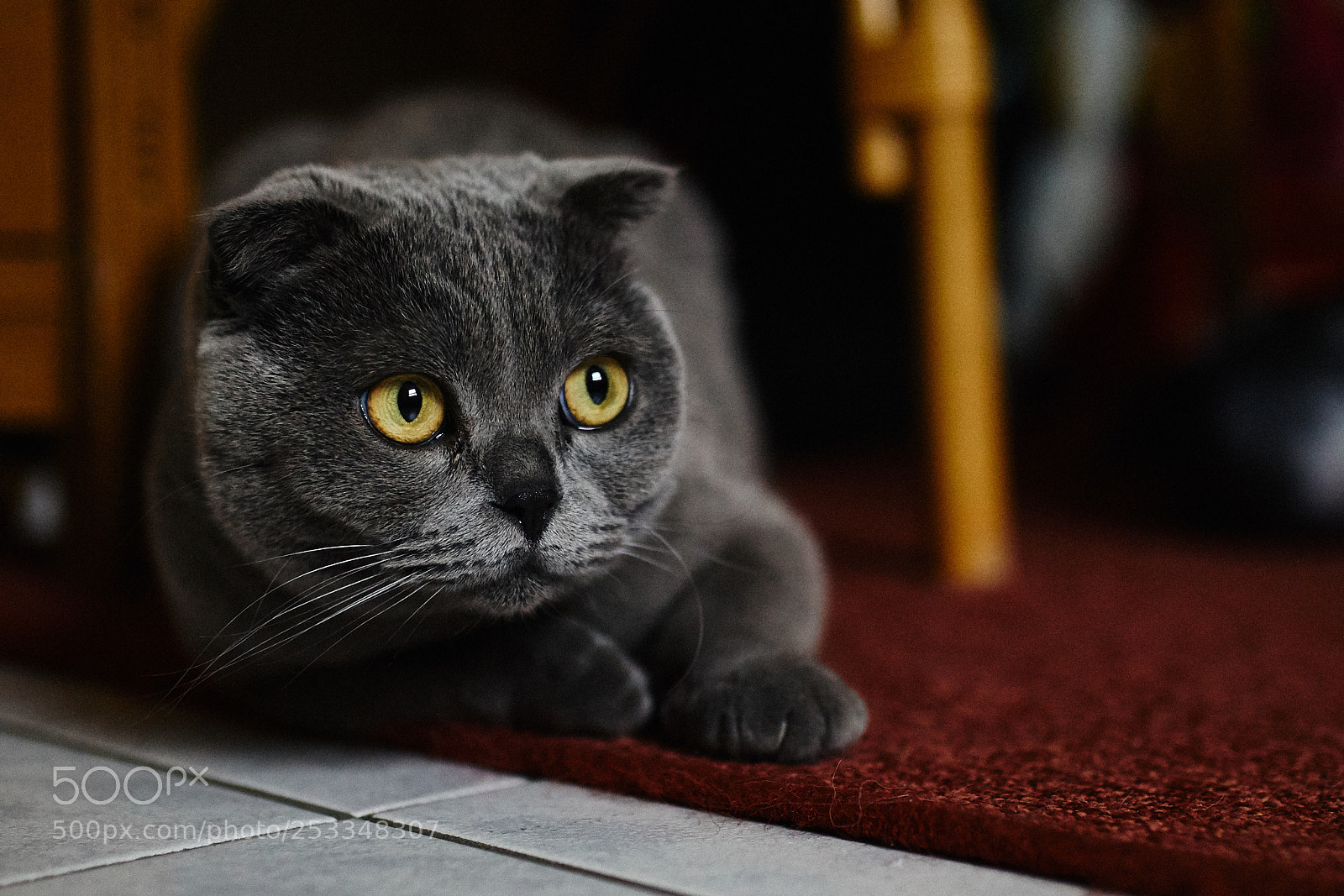 Canon EOS 5D Mark IV sample photo. Cutie photography