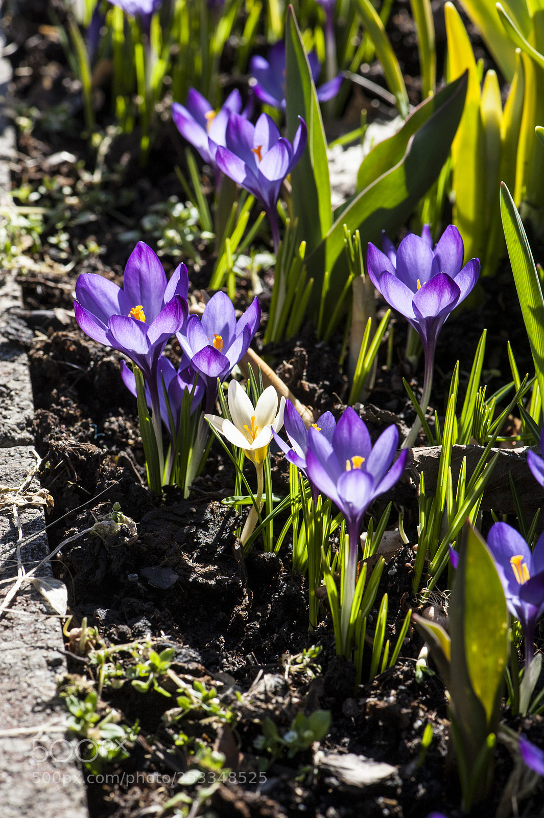 Nikon D700 sample photo. Backlitt krocuses in the photography