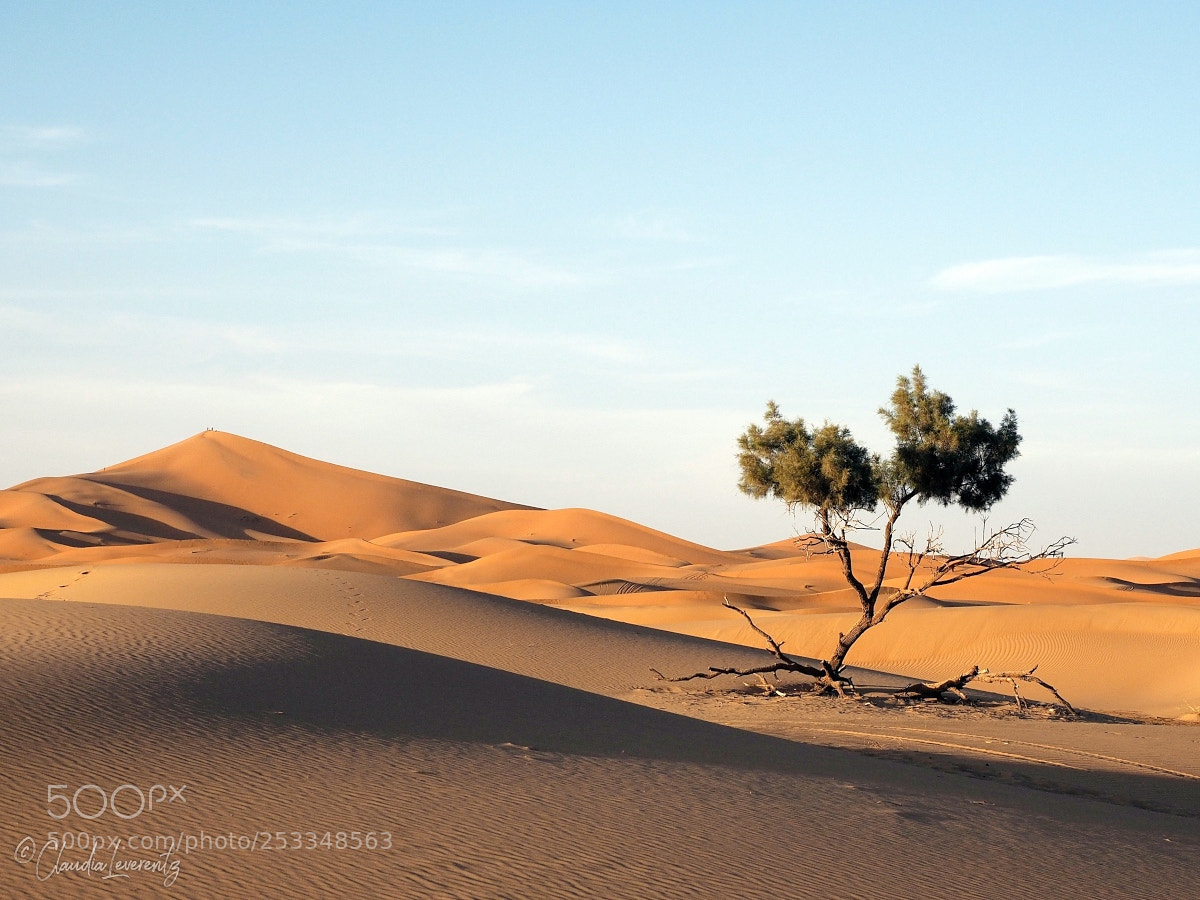 Olympus OM-D E-M1 sample photo. ... desert tree ... photography