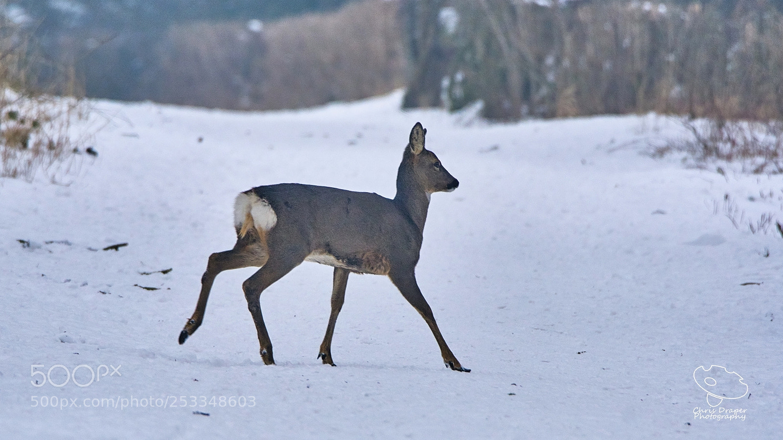 Sony ILCA-77M2 sample photo. Wild roe deer photography