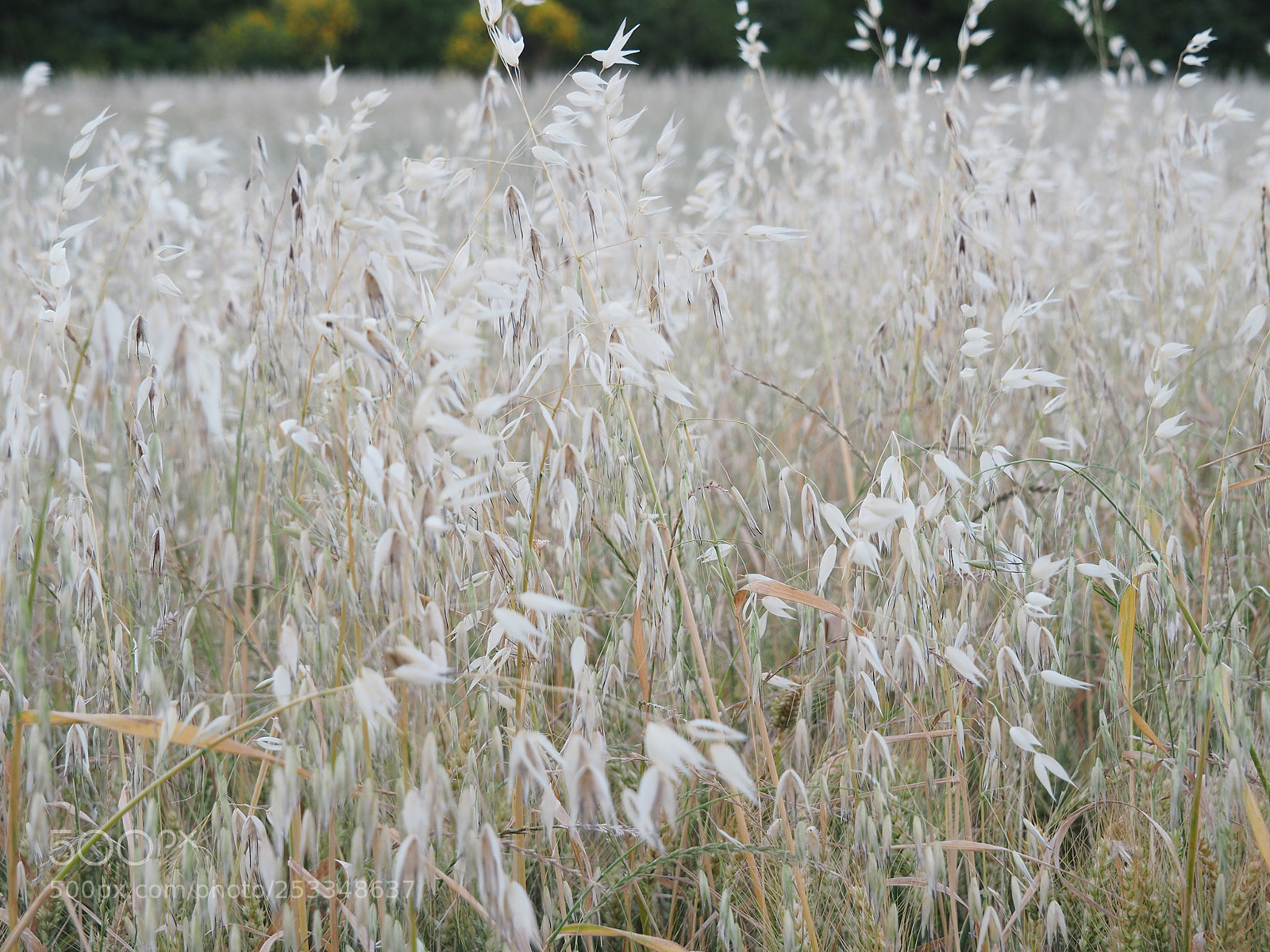 Olympus OM-D E-M5 II sample photo. Untitled photography