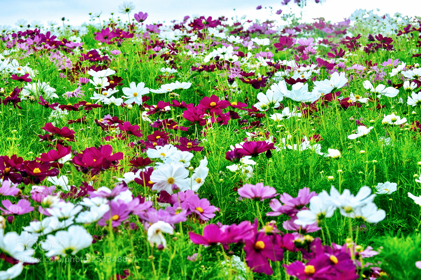 Nikon D5000 sample photo. Georgia wildflowers.... photography