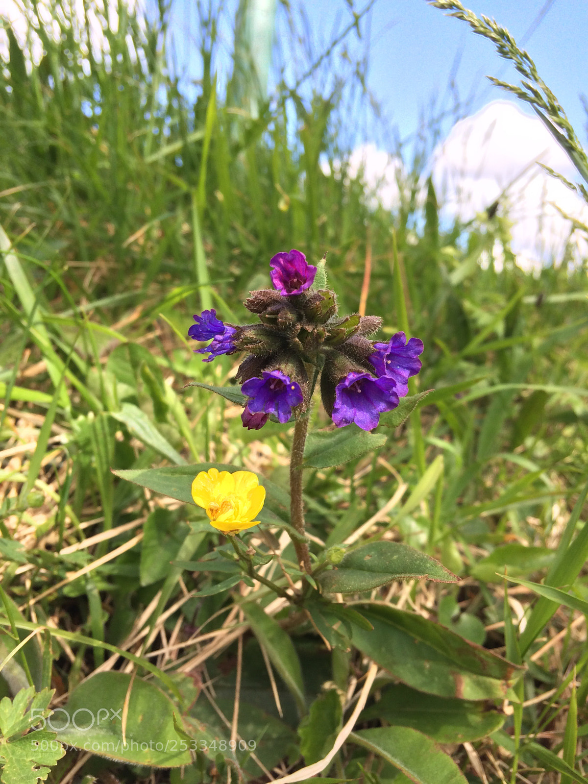 Apple iPhone 5s sample photo. Untitled photography