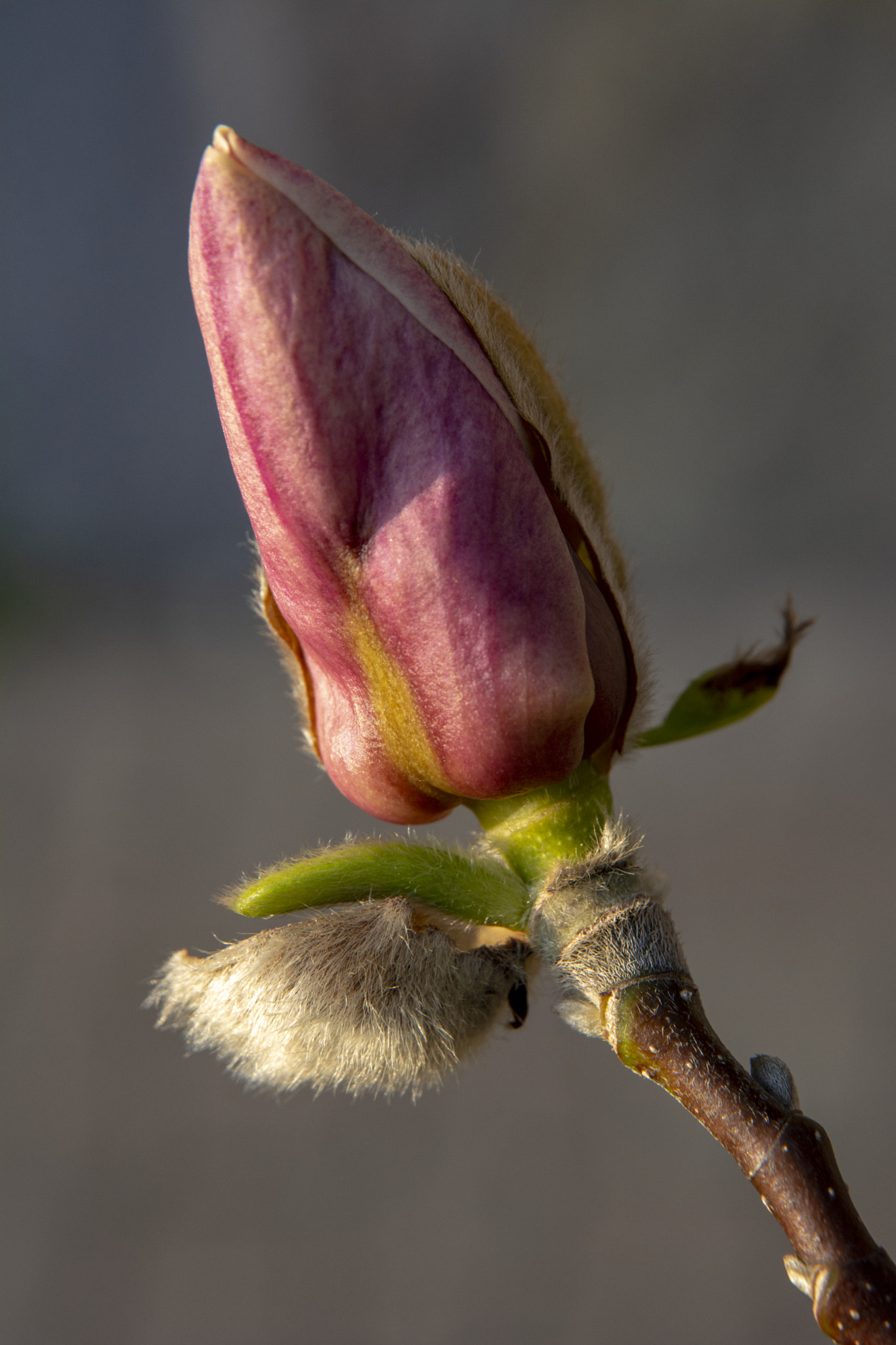 Nikon D5200 sample photo. Magnolia flower photography