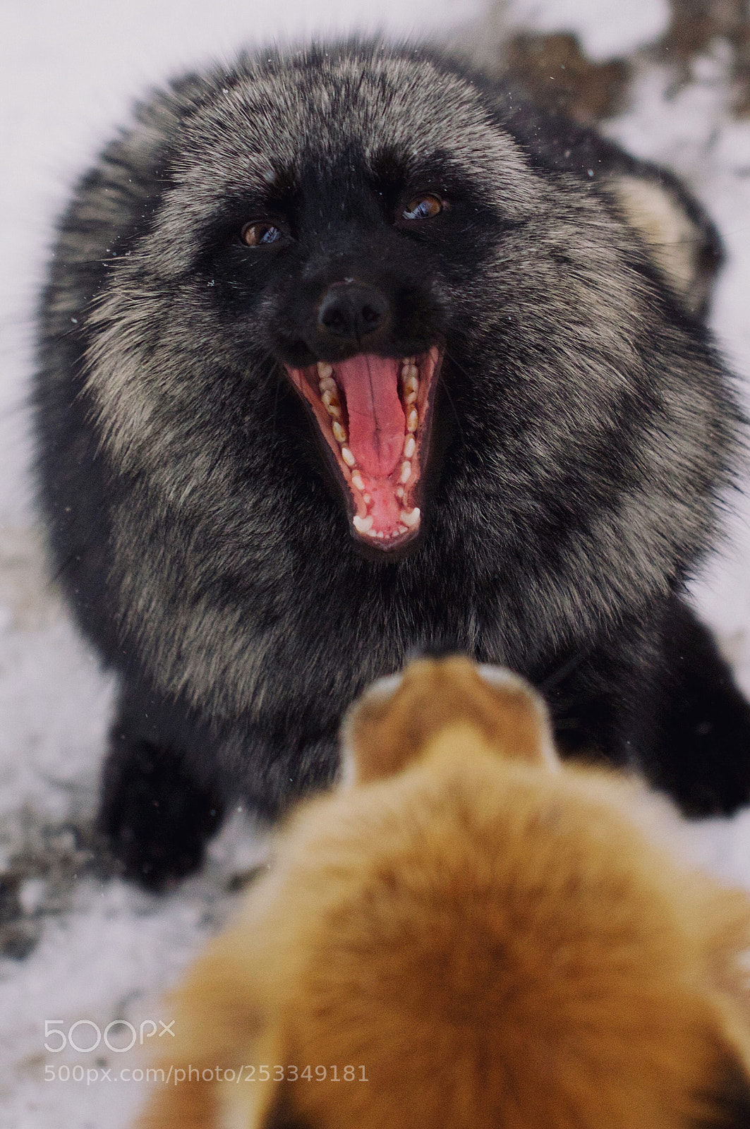 Canon EOS 7D Mark II sample photo. Silver fox  photography