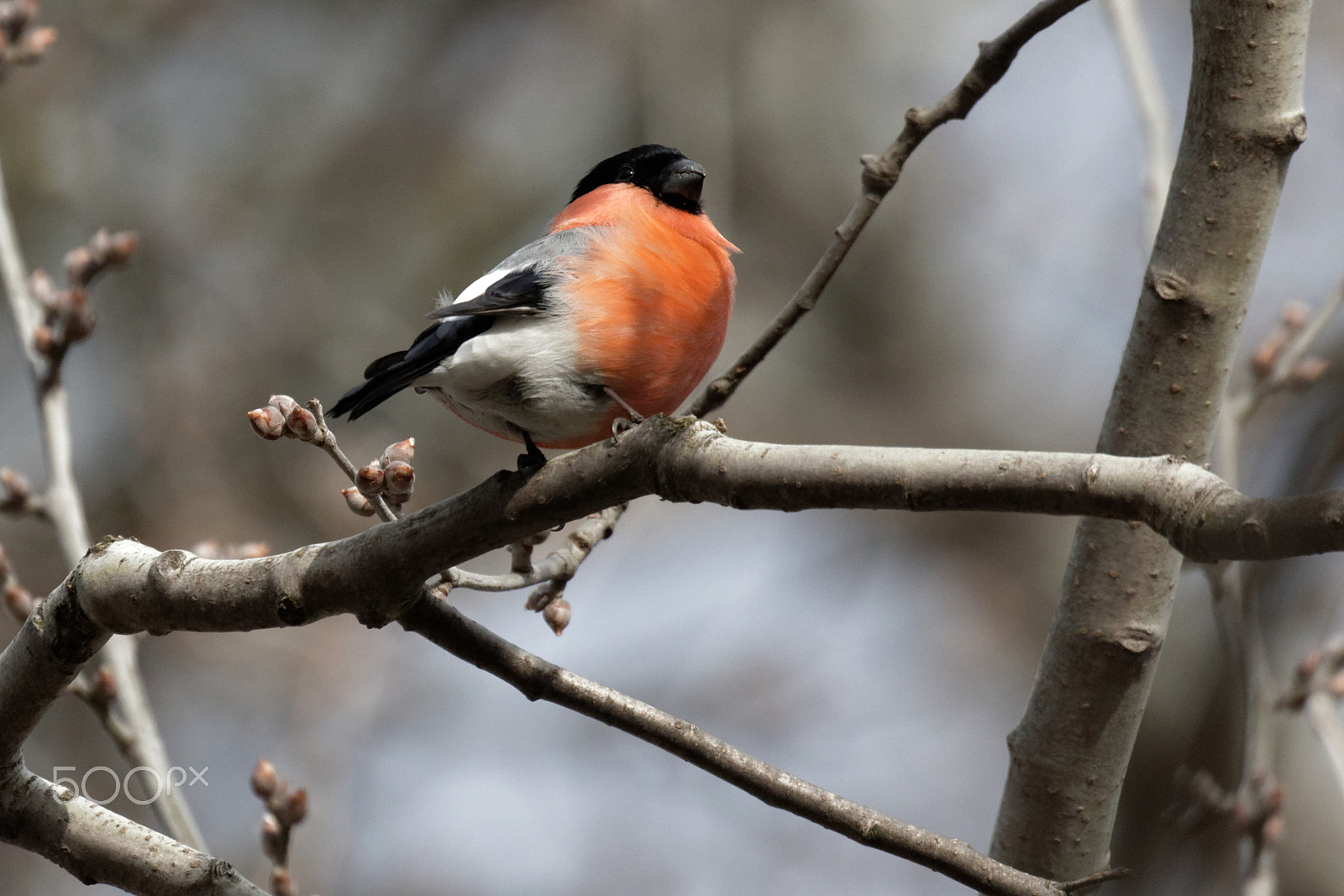 Canon EOS 7D Mark II sample photo. Bullfinch photography