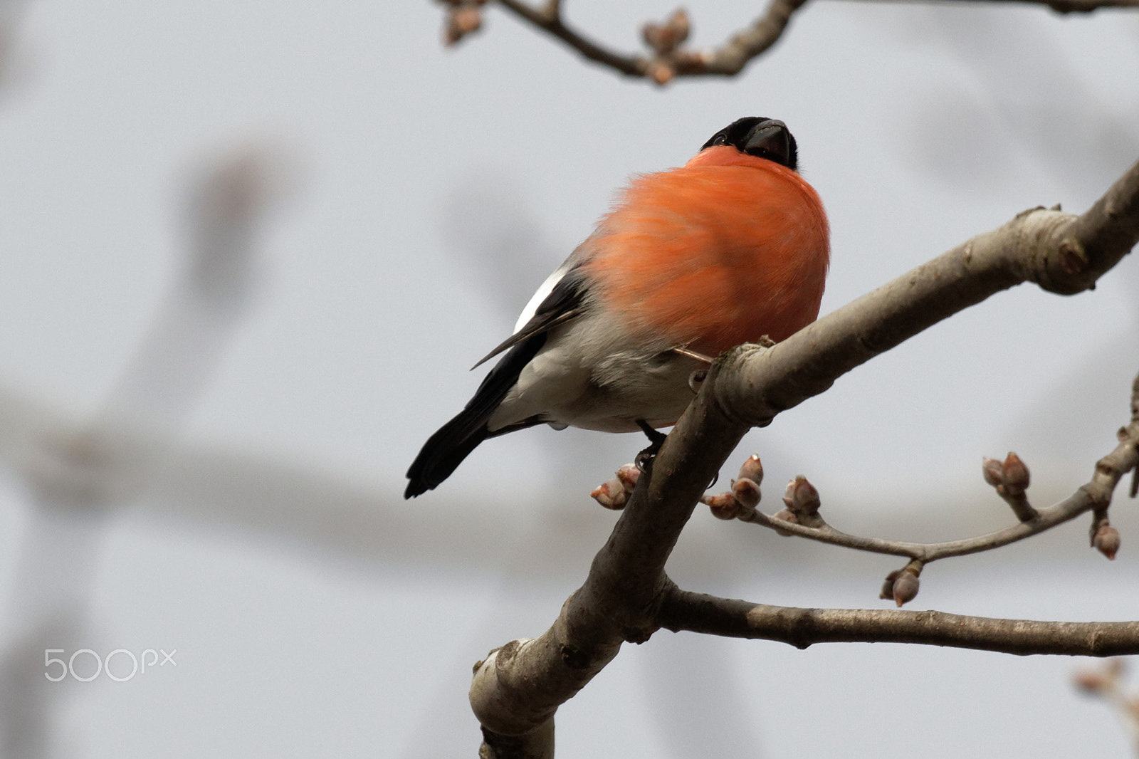 Canon EOS 7D Mark II sample photo. Bullfinch photography