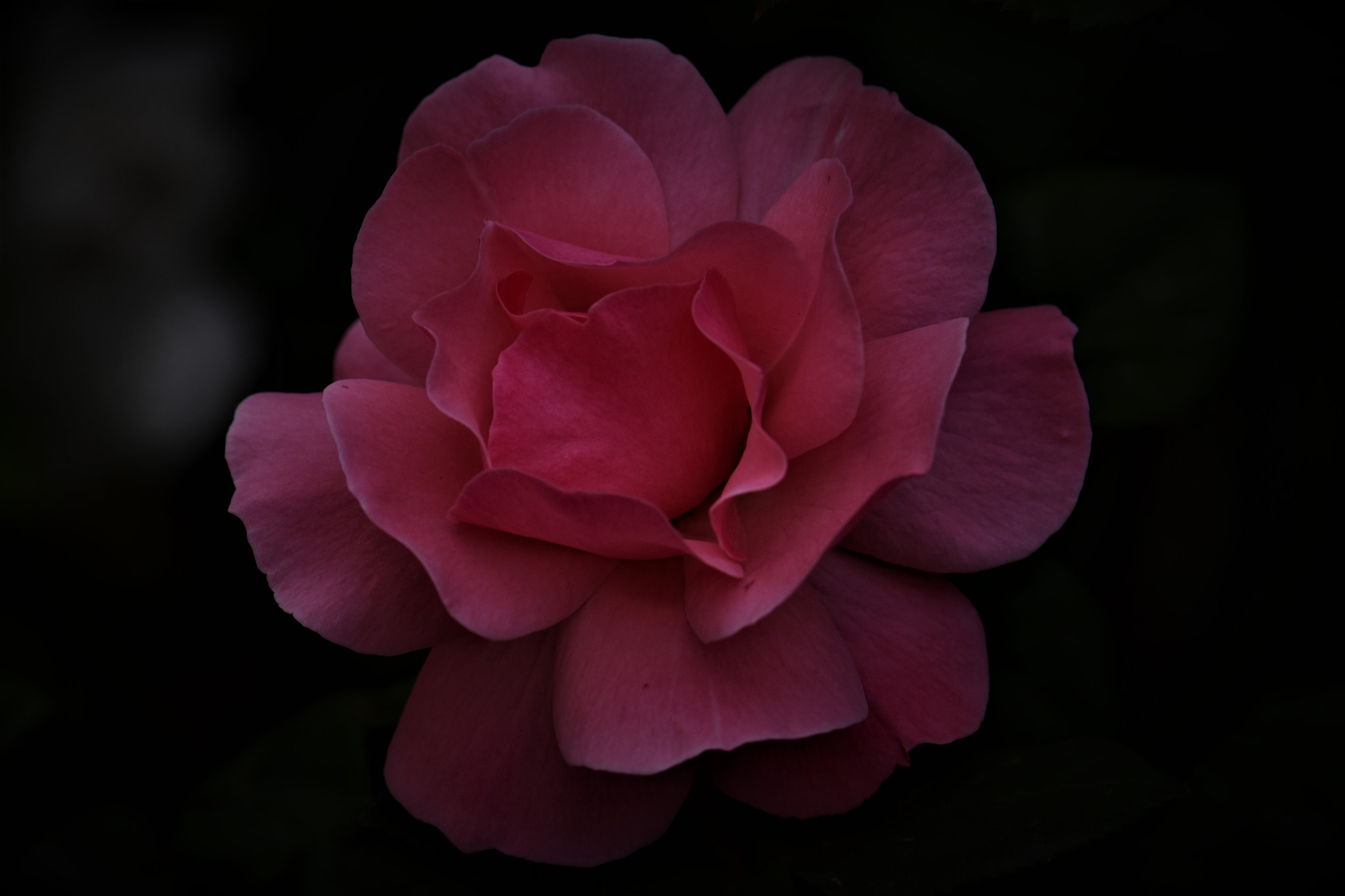 Nikon AF-S Micro-Nikkor 105mm F2.8G IF-ED VR sample photo. Rose_2 . . . photography