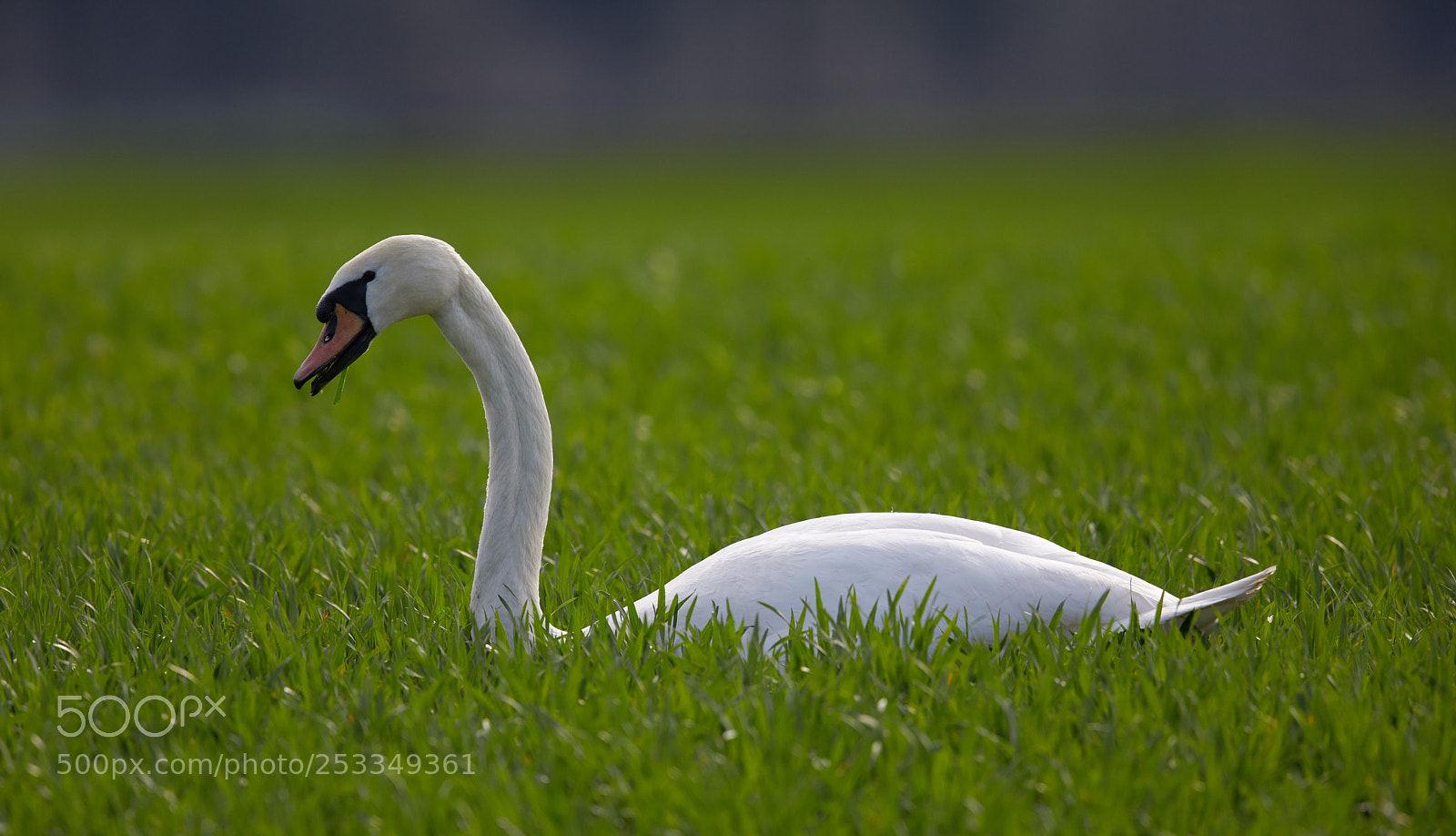 Canon EOS 5D Mark IV sample photo. Green photography