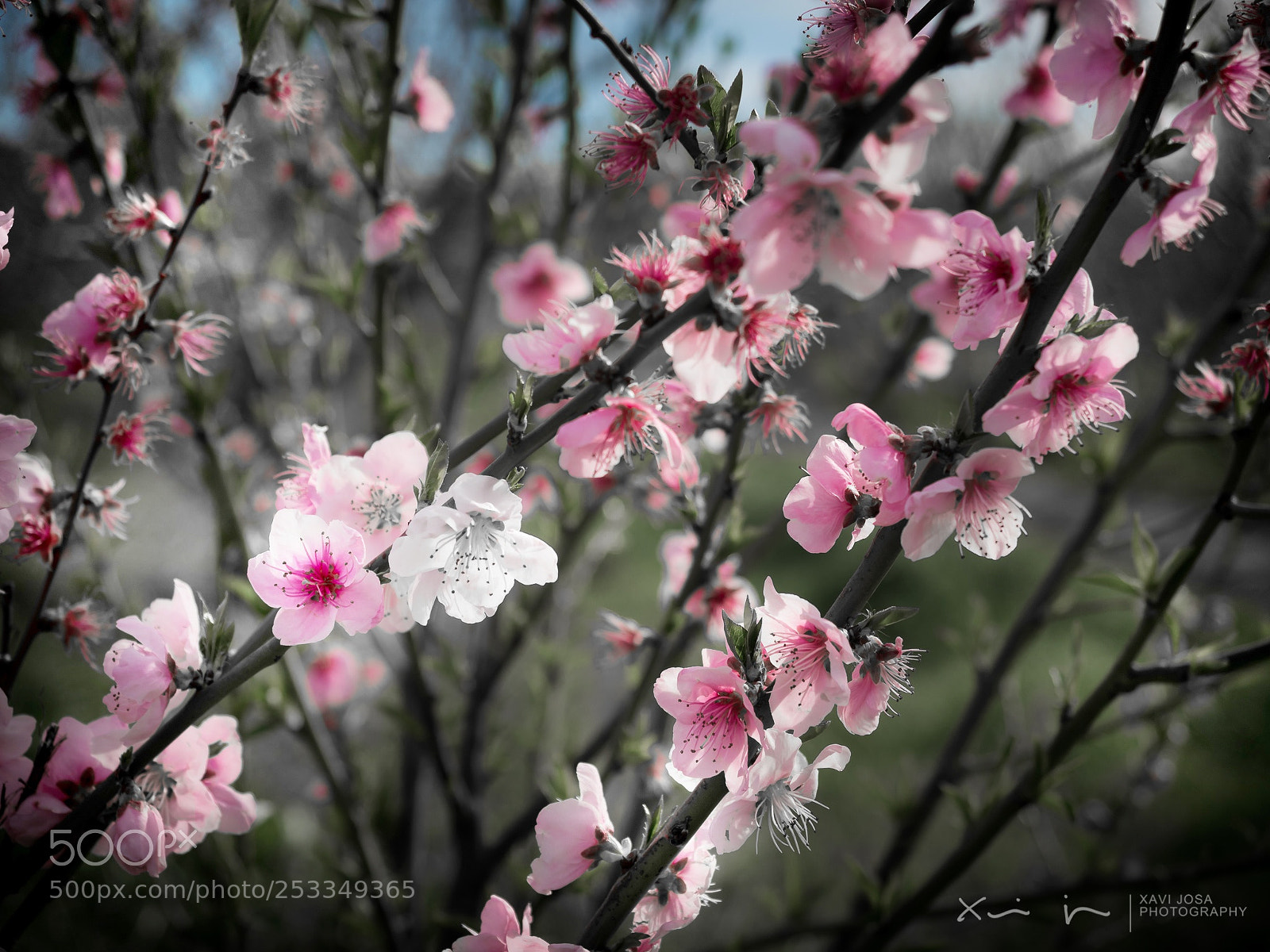 Olympus OM-D E-M1 Mark II sample photo. Be different is beautiful.. photography