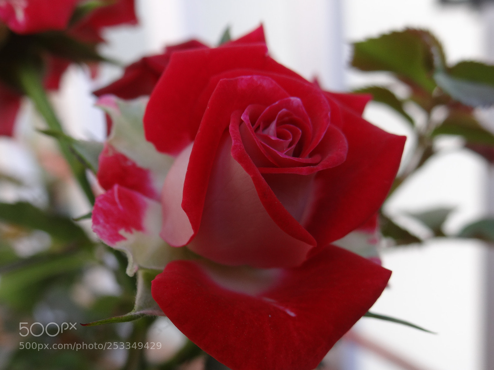 Sony DSC-HX200V sample photo. Untitled photography