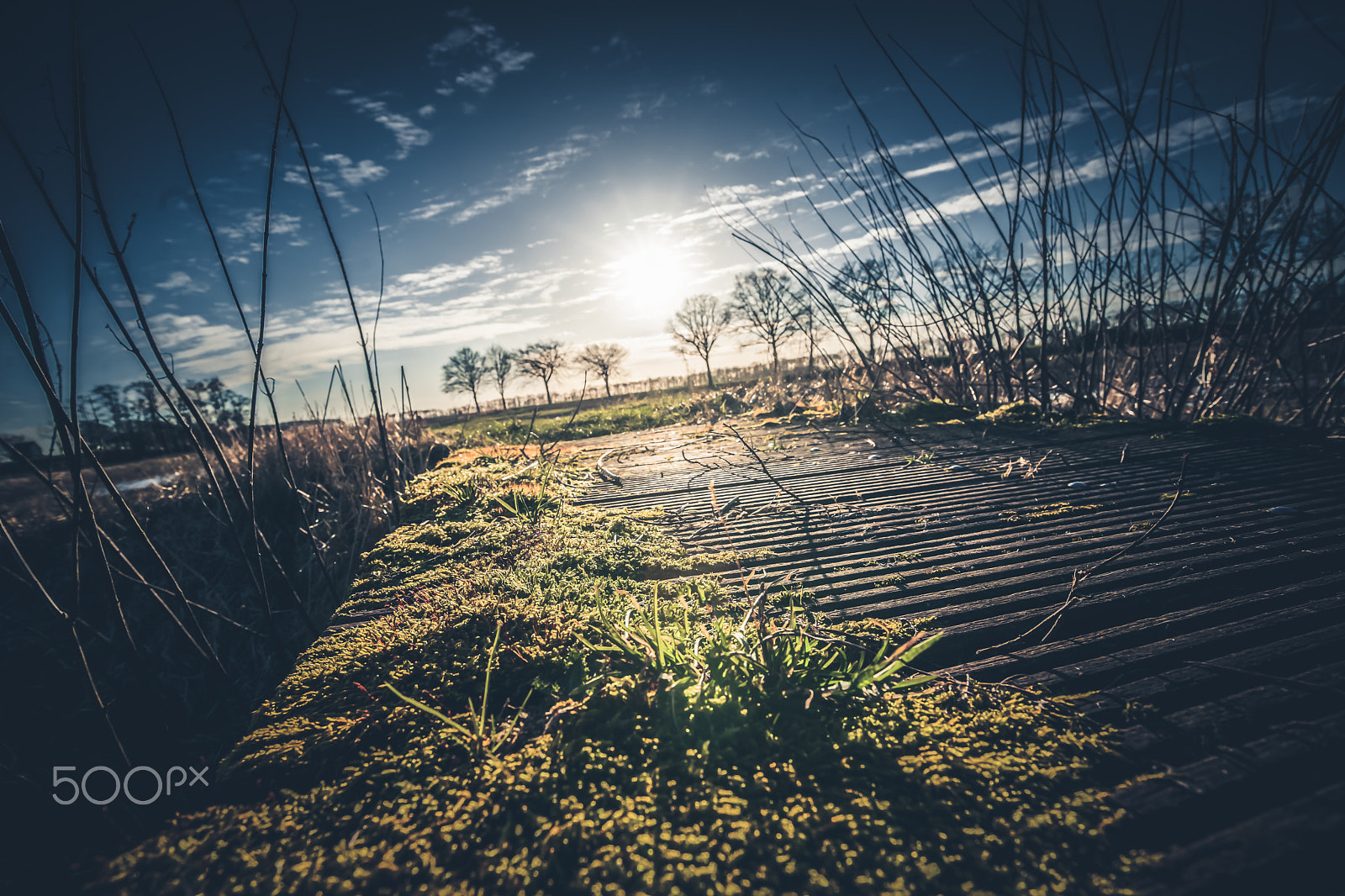 Sony Alpha DSLR-A900 sample photo. Road view met green moss covered the ground photography