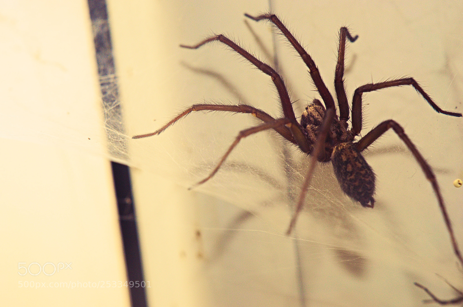 Nikon D3200 sample photo. Spider photography