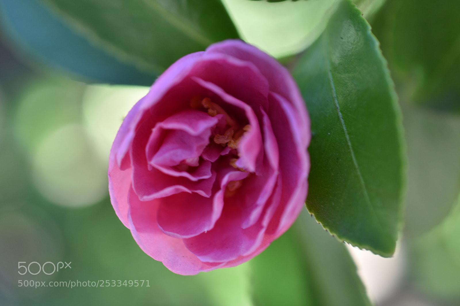 Nikon D3400 sample photo. Getting into shape photography