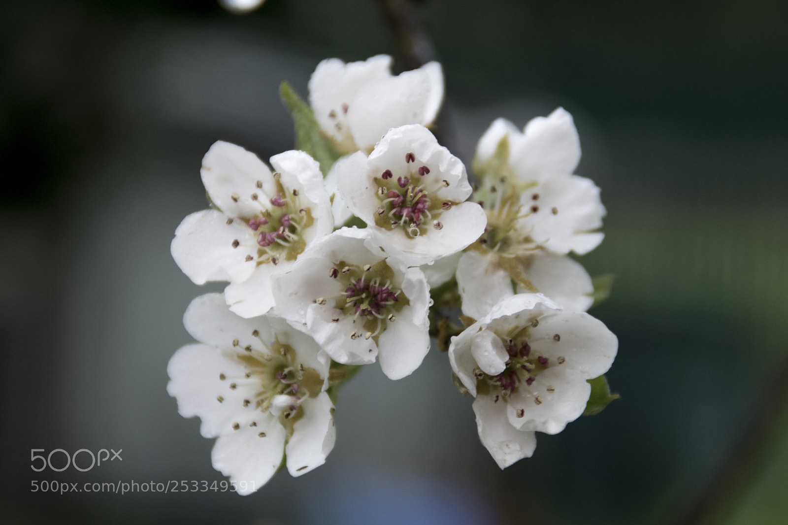 Nikon D3300 sample photo. Pear flowers in the photography