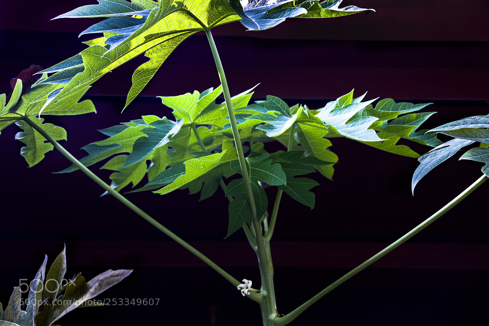 Canon EOS 7D Mark II sample photo. Flor de papaya photography