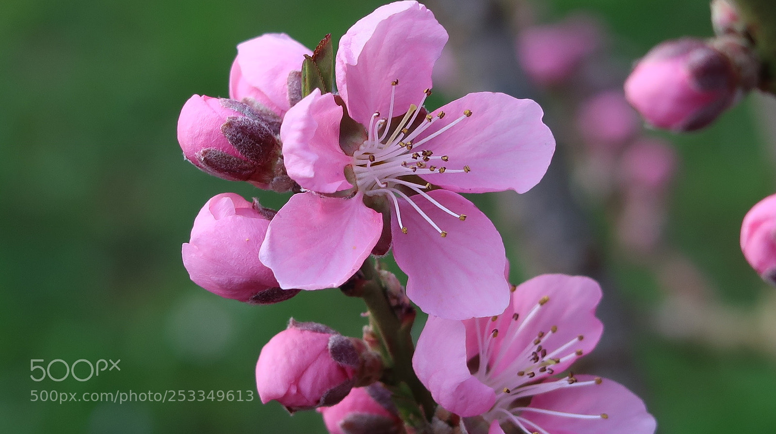 Canon PowerShot G7 X Mark II sample photo. Erste kirschblüten photography