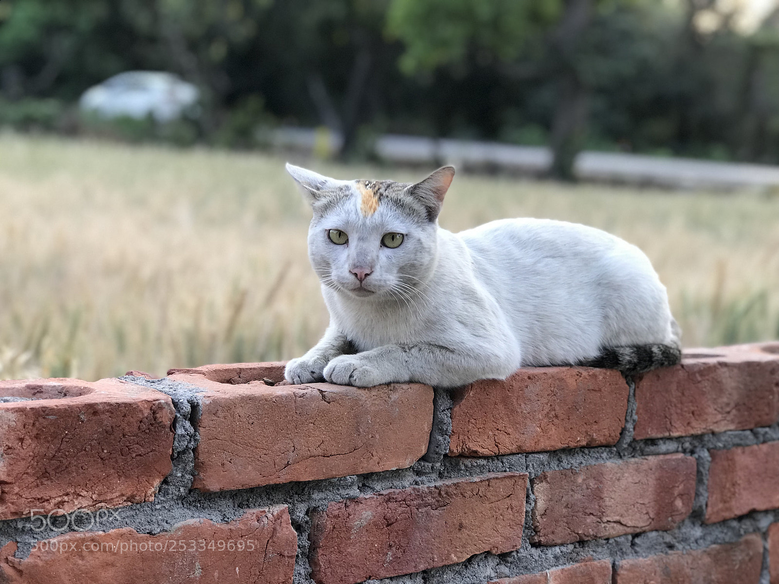 Apple iPhone 7 Plus sample photo. Meow photography
