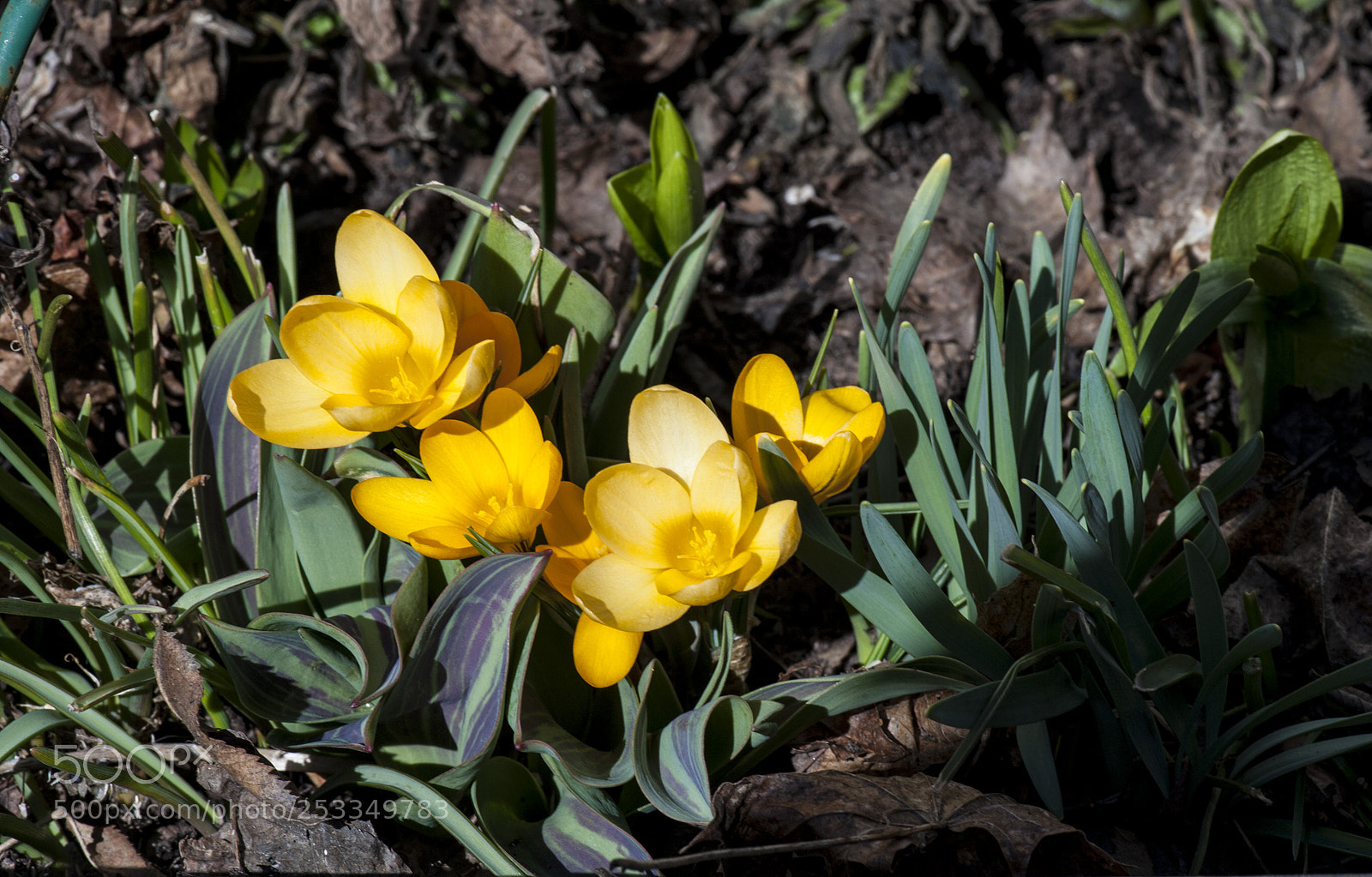Nikon D700 sample photo. Krocus in the sunlight. photography