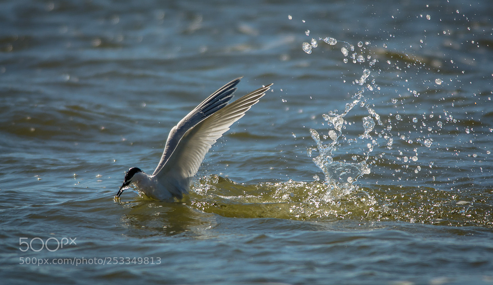 Nikon D7100 sample photo. Sandwish tern dive photography