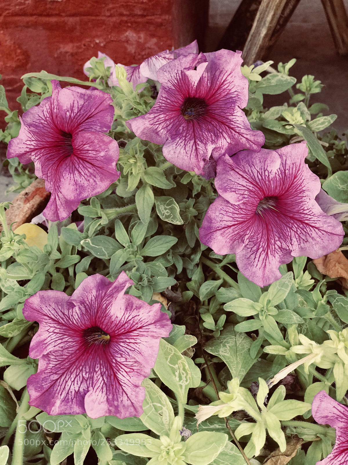Apple iPhone 7 Plus sample photo. Flower power photography