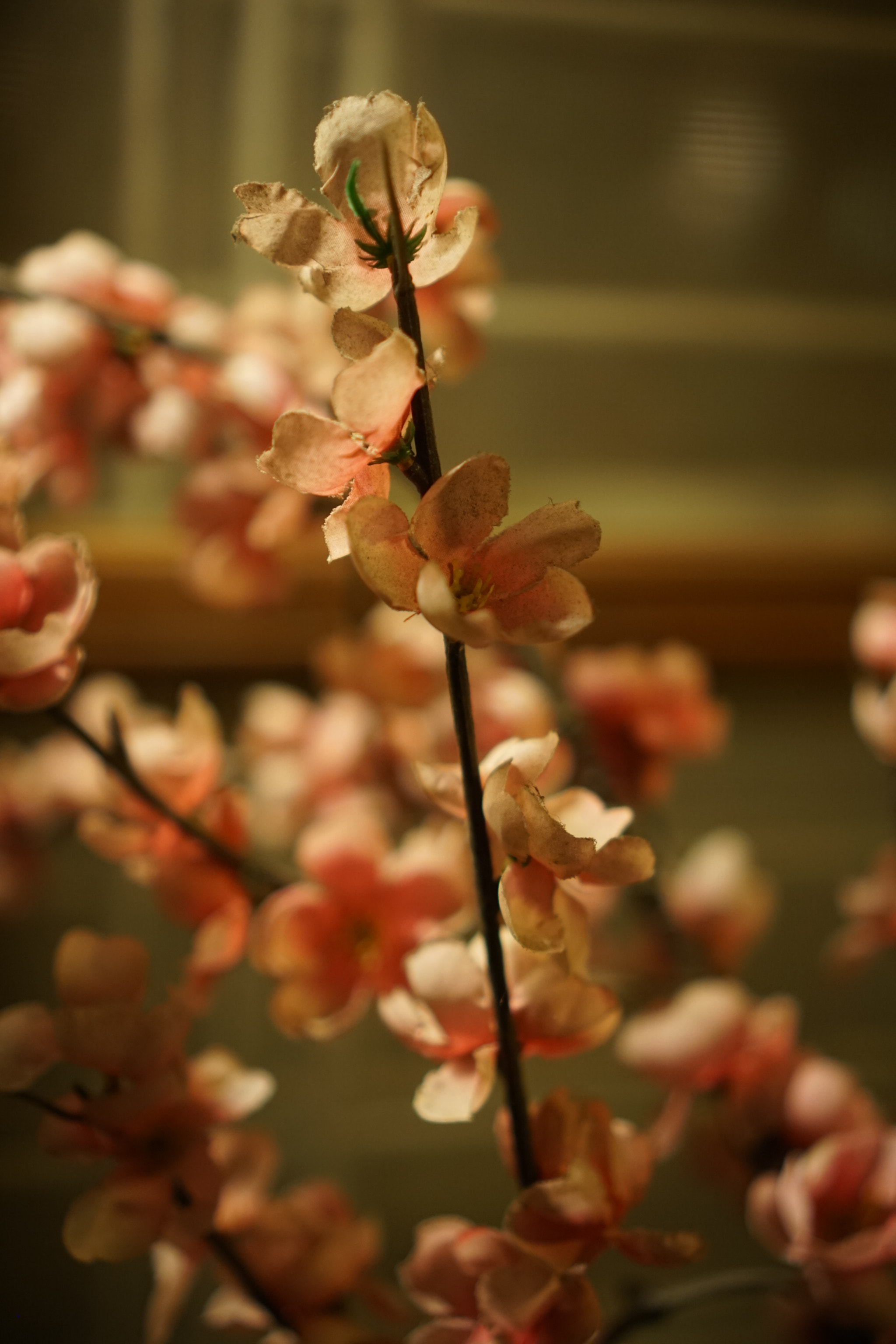 Sony a6300 + Sony E 35mm F1.8 OSS sample photo. Floral blossom photography