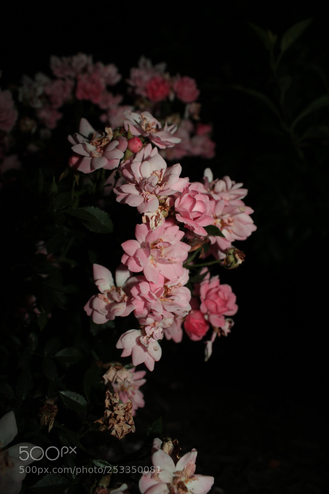 Canon EOS 1200D (EOS Rebel T5 / EOS Kiss X70 / EOS Hi) sample photo. Pink darkness photography