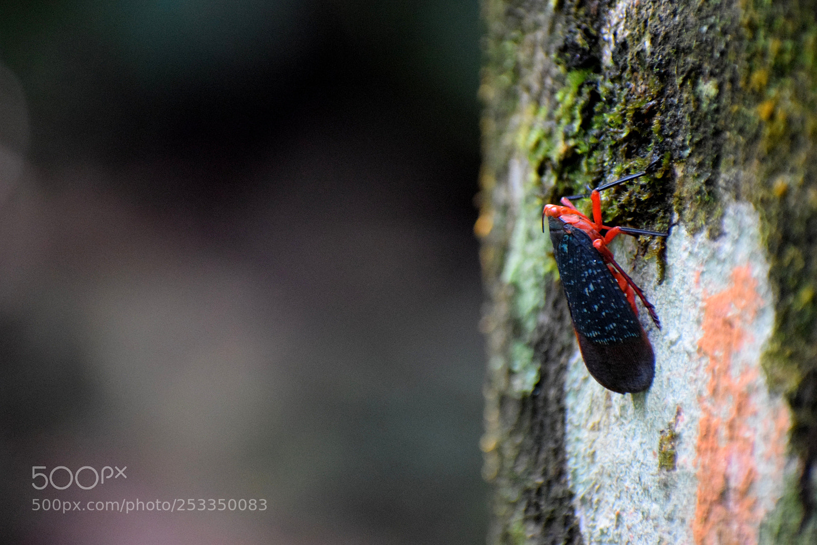 Nikon D5300 sample photo. Colourful insect photography