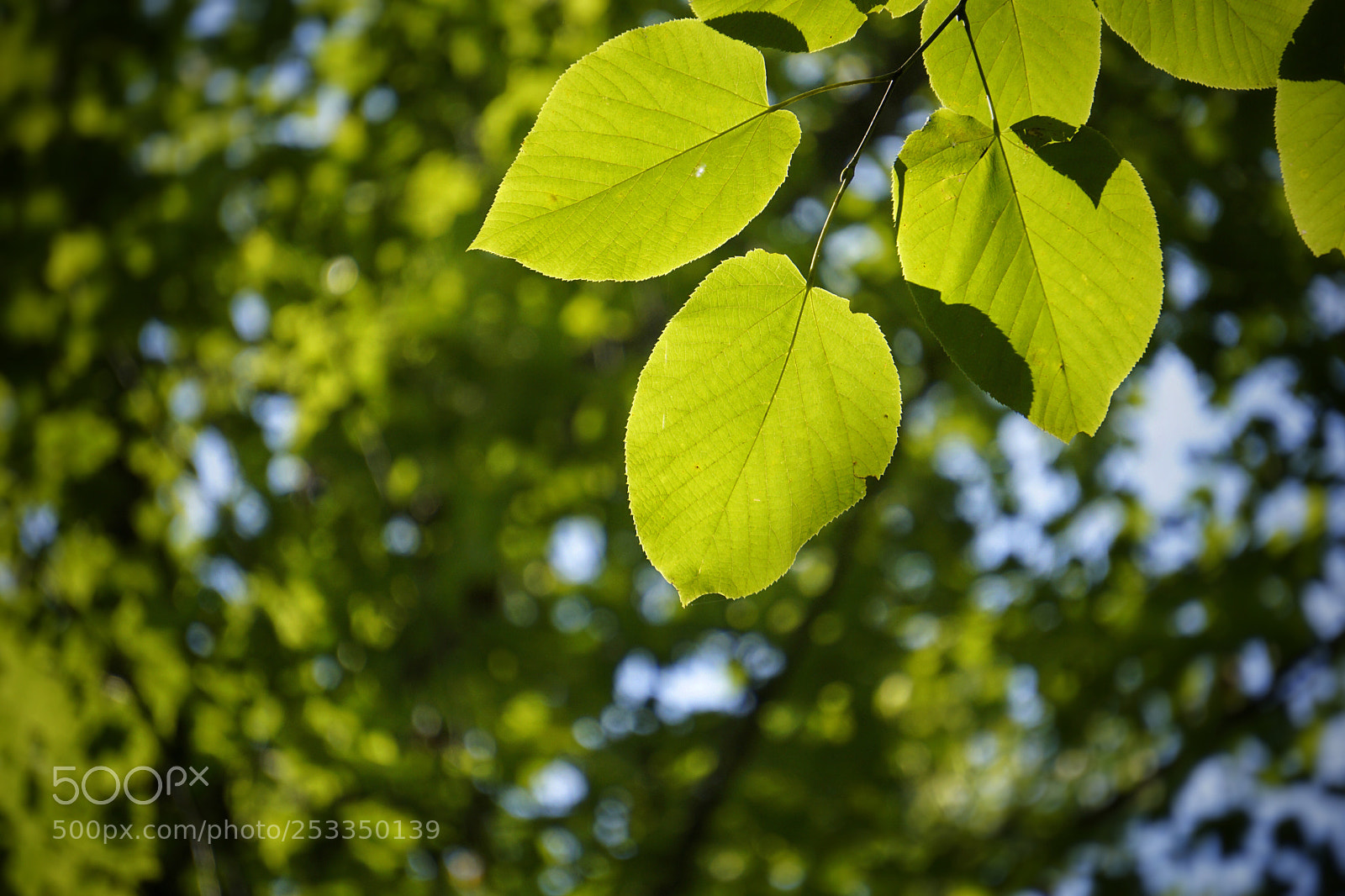 Sony a6000 sample photo. Backlight green foliage  photography