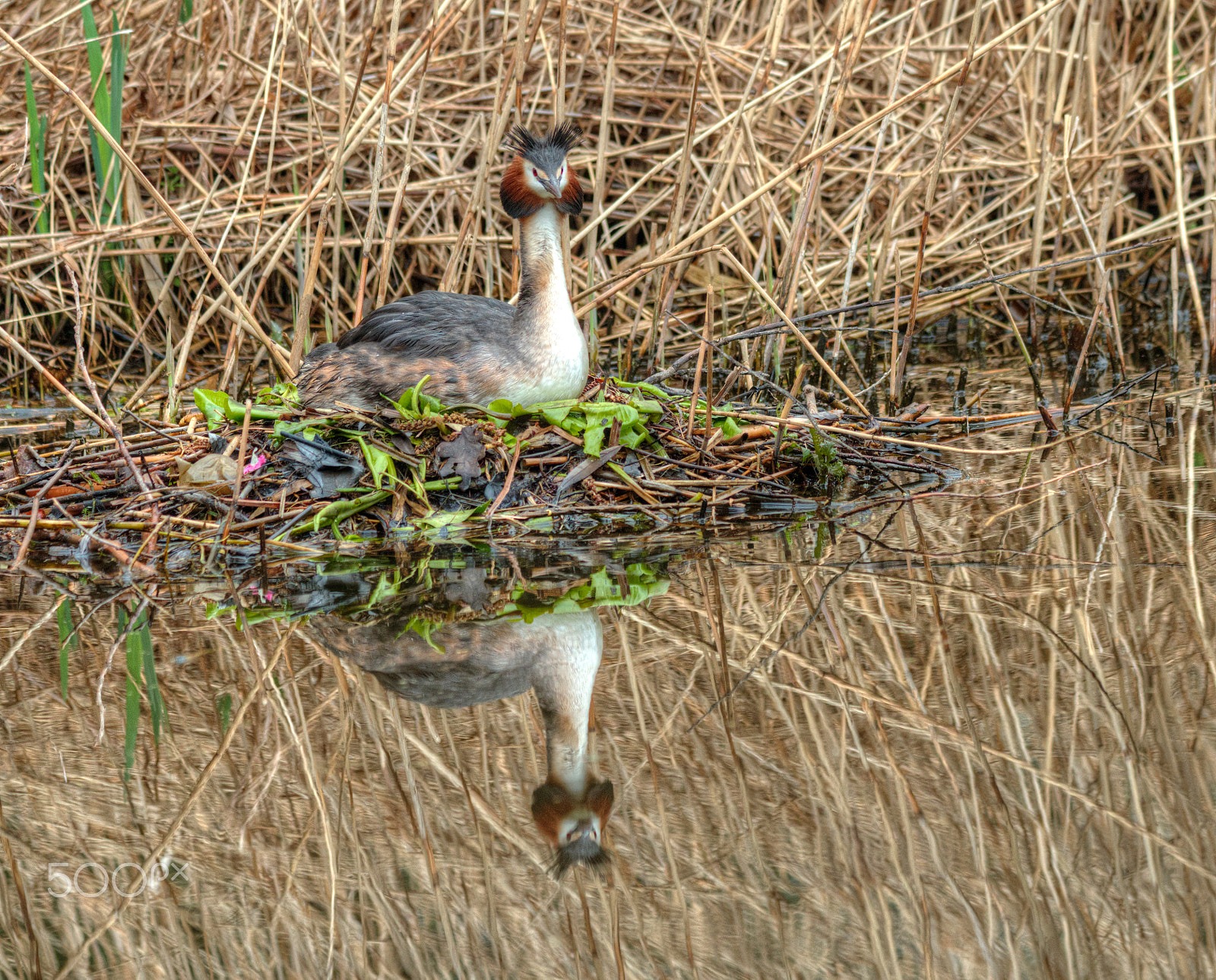 Canon EF 70-300mm F4-5.6 IS USM sample photo. Grebe photography