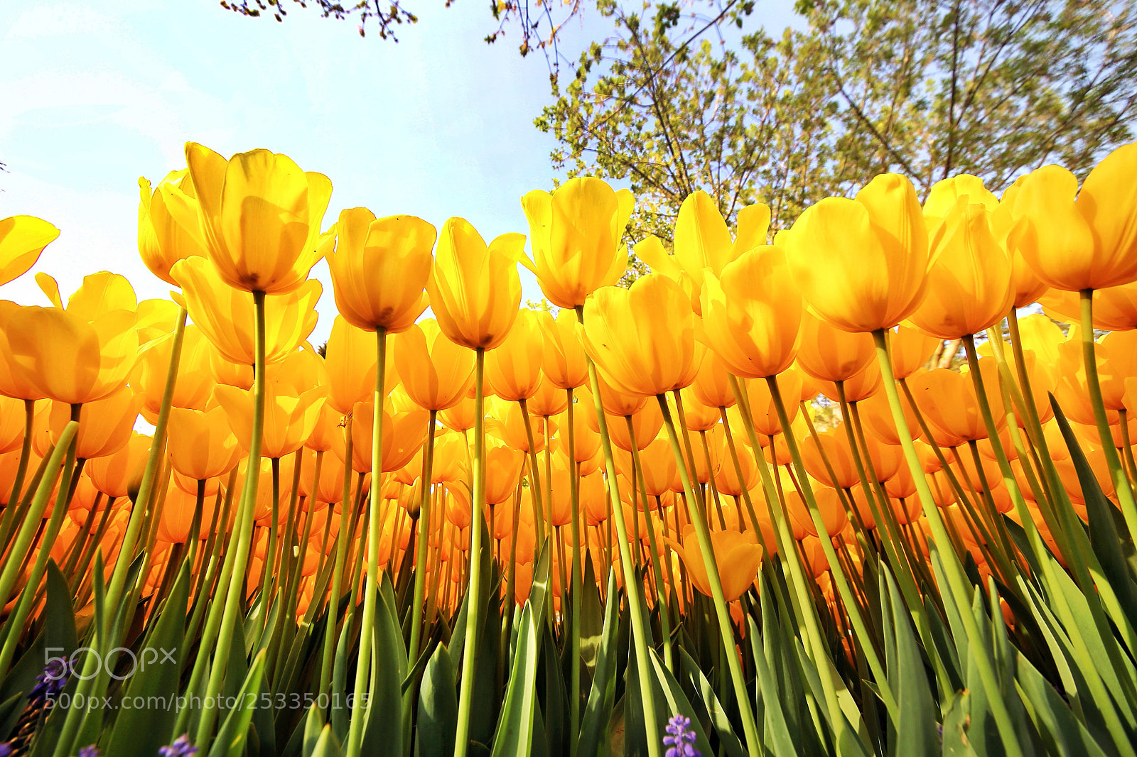 Canon EOS-1D X sample photo. Yellow tulips photography