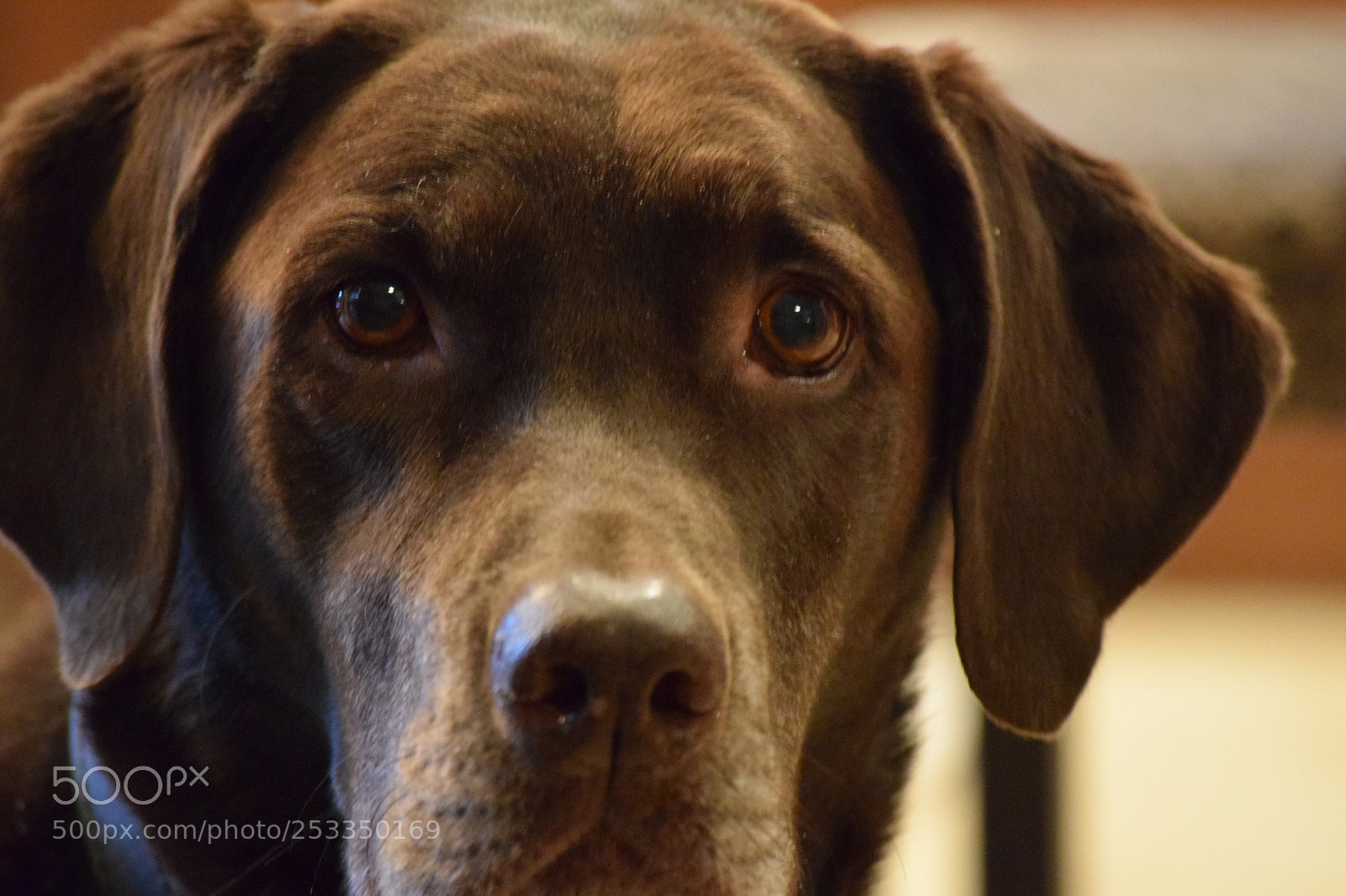 Nikon D3300 sample photo. Chocolate lab photography