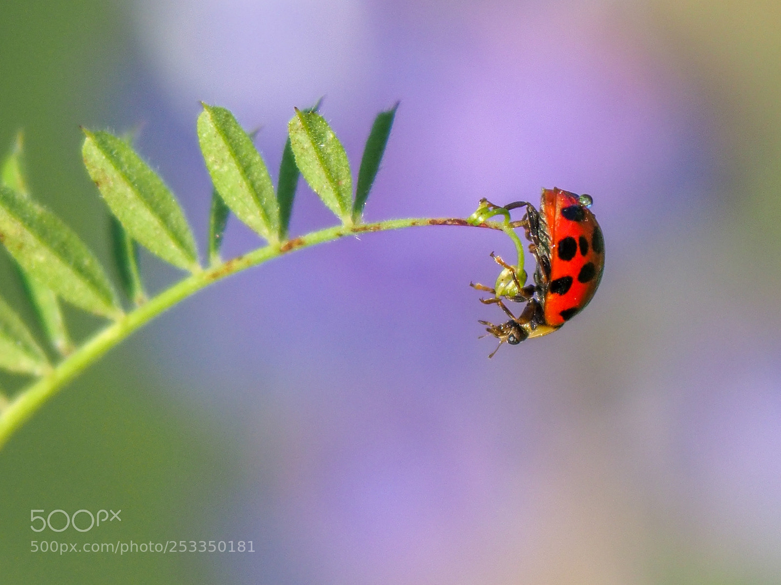 Olympus OM-D E-M1 Mark II sample photo. Ladybug photography