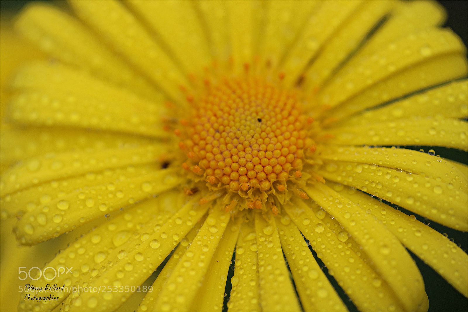 Canon EOS 600D (Rebel EOS T3i / EOS Kiss X5) sample photo. Fleur jaune sous la photography