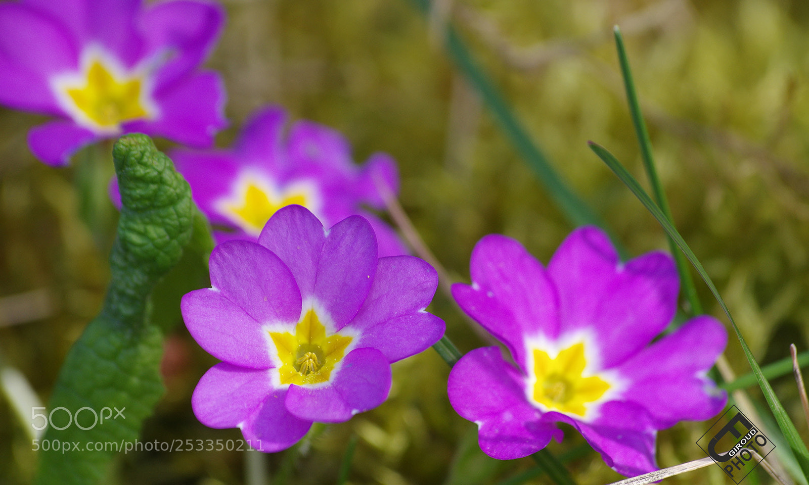 Pentax K-3 sample photo. Springtime is back again photography