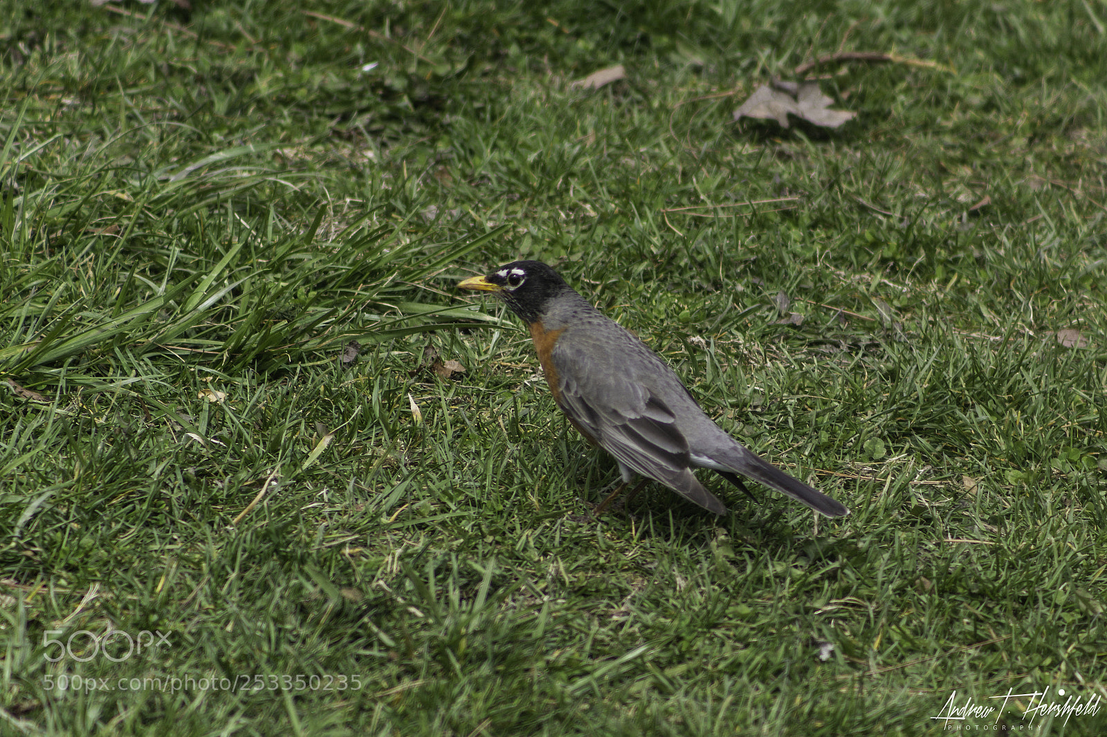 Canon EOS 600D (Rebel EOS T3i / EOS Kiss X5) sample photo. Robin photography